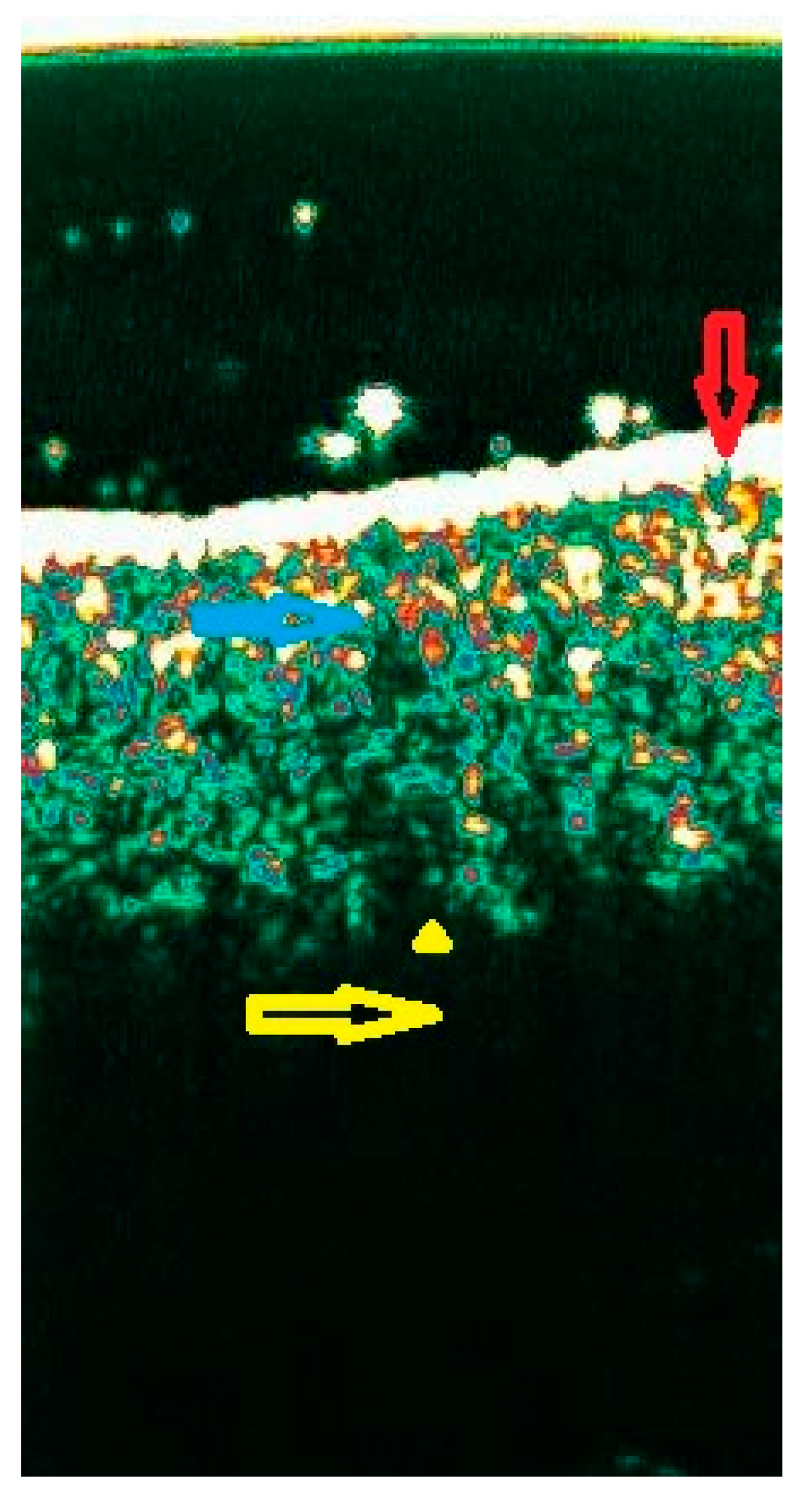 Diagnostics 15 00332 g003