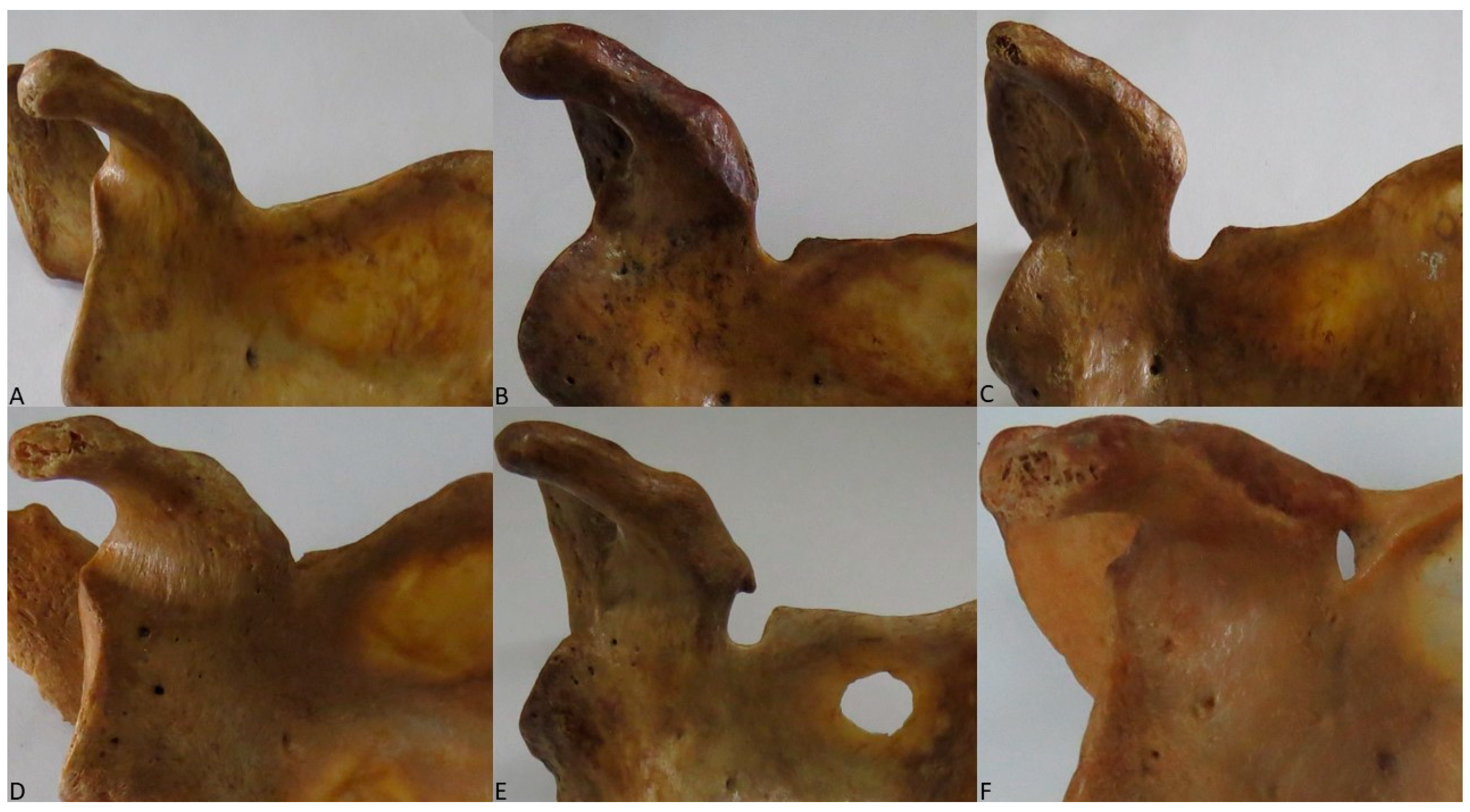 Diagnostics 15 00346 g001