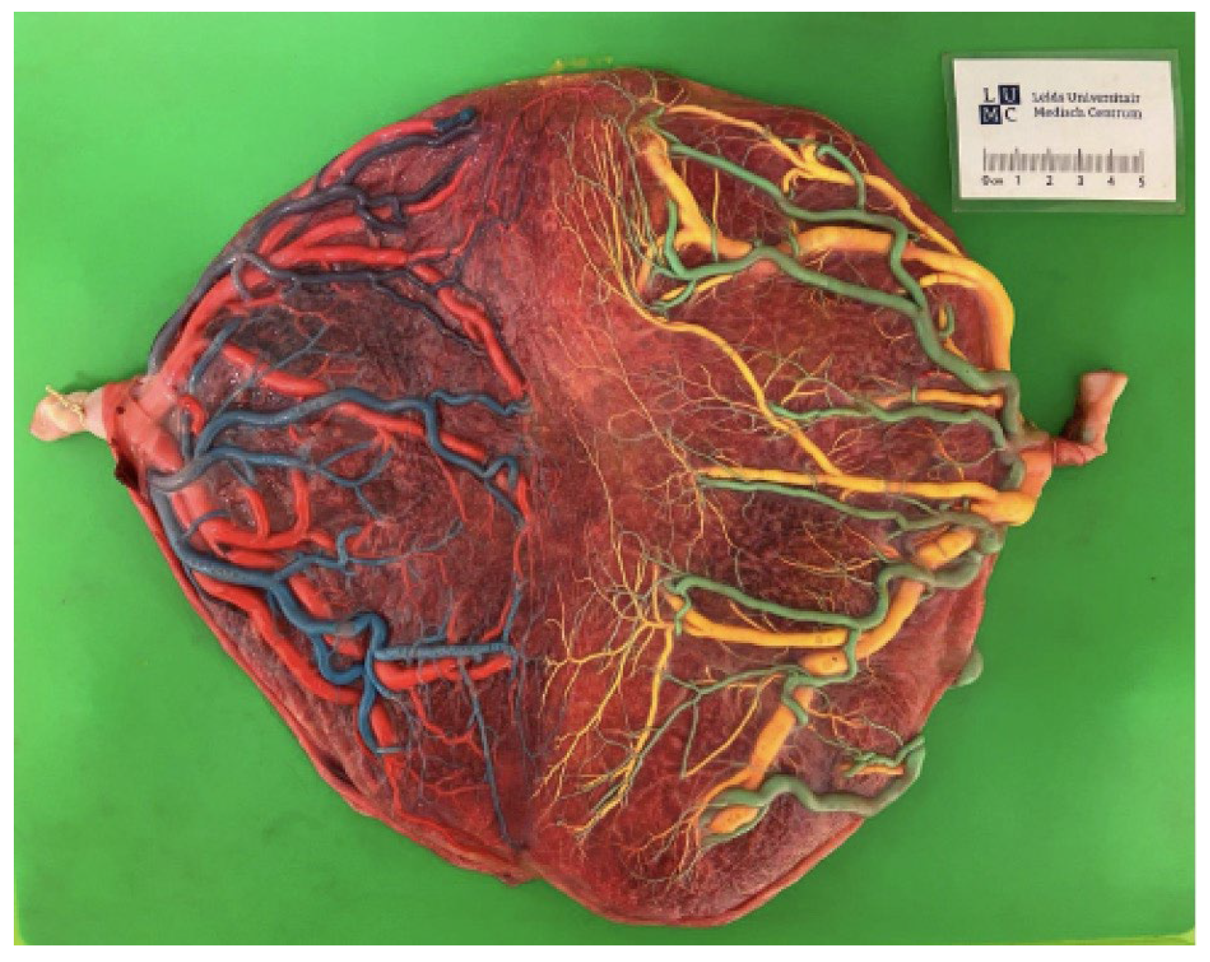 Diagnostics 15 00372 g002