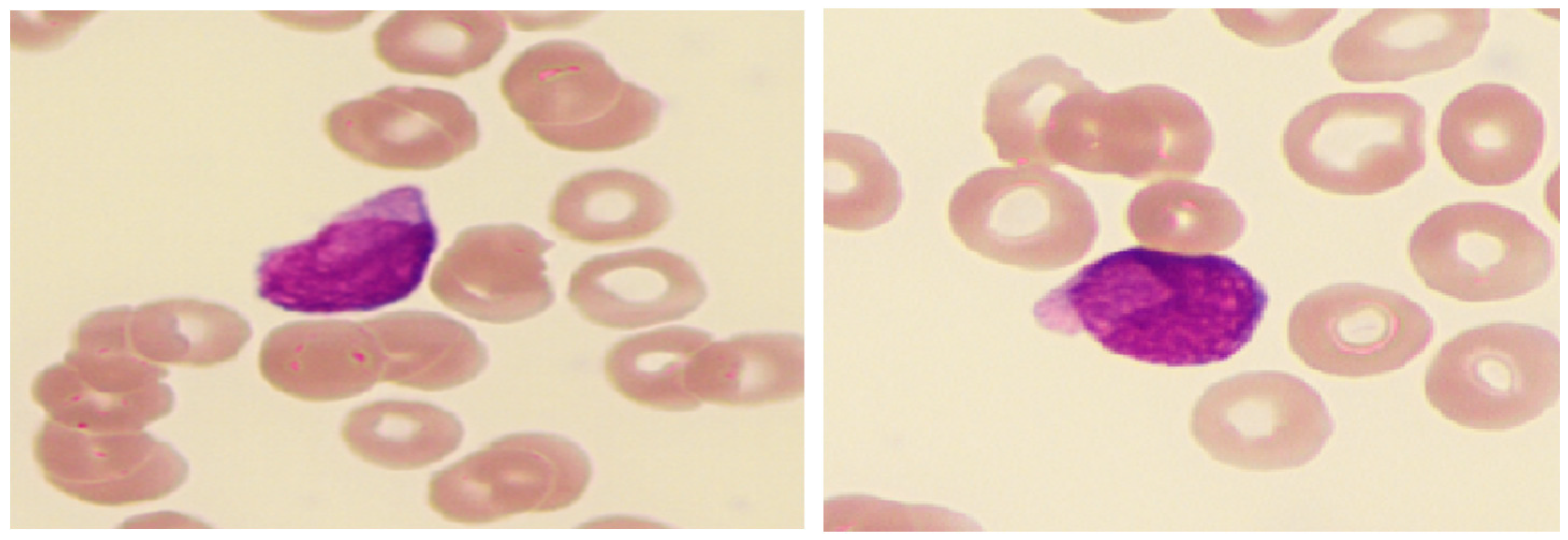 Diagnostics 15 00383 g007