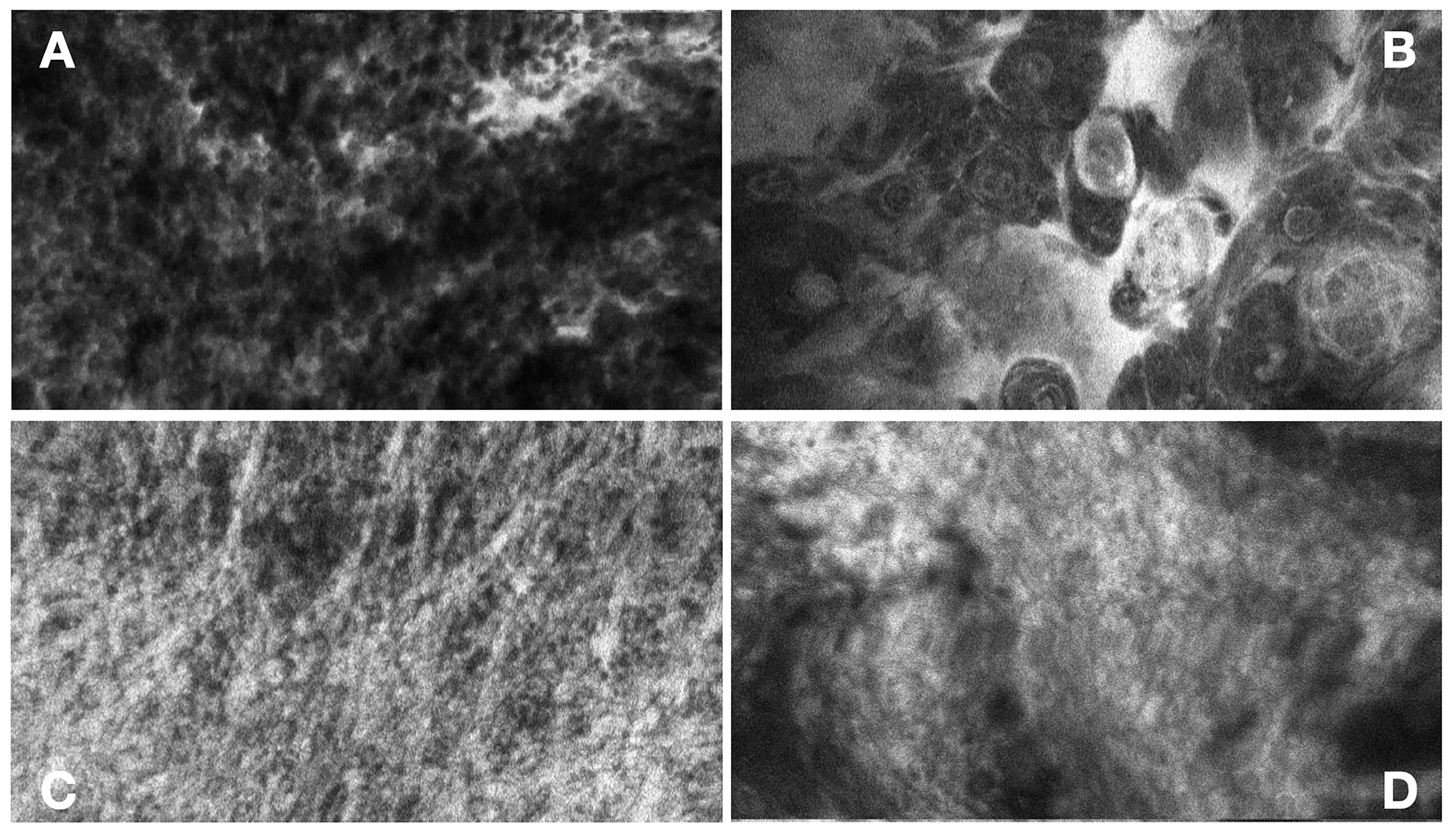 Diagnostics 15 00499 g002