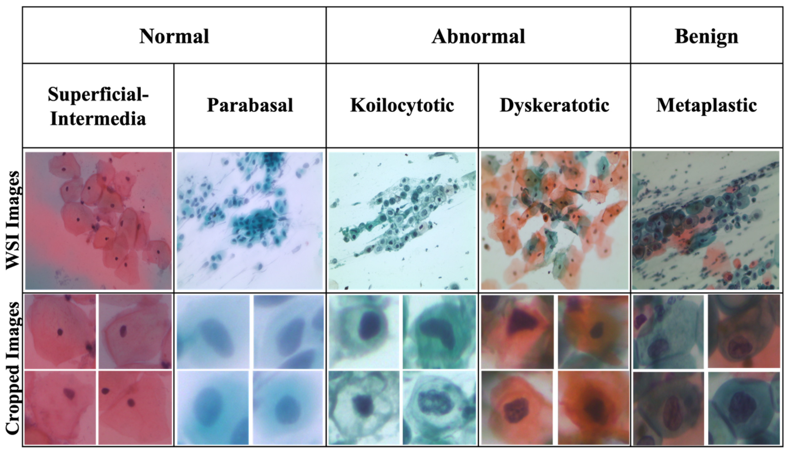 Diagnostics 15 00513 g002