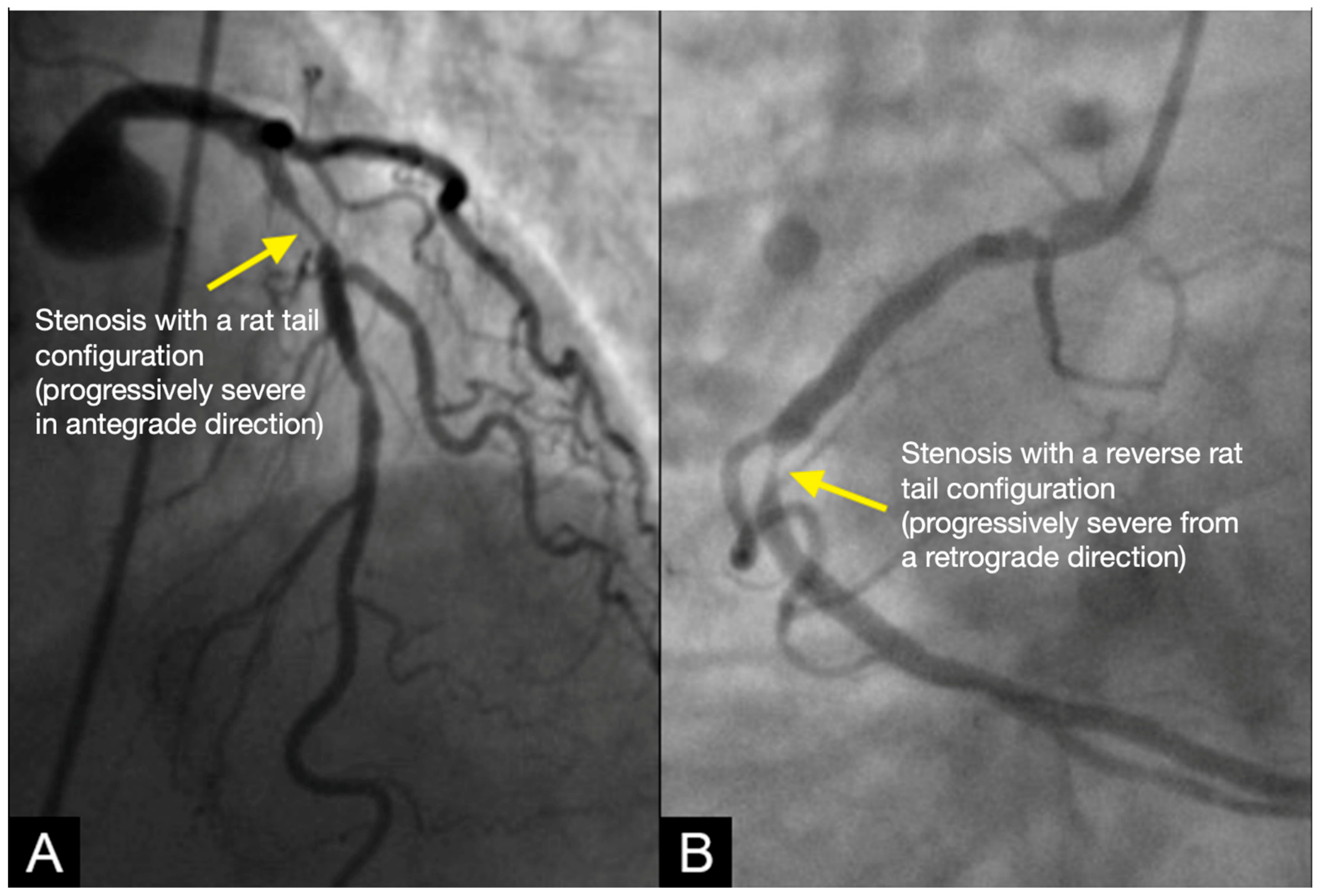 Diagnostics 15 00553 g002