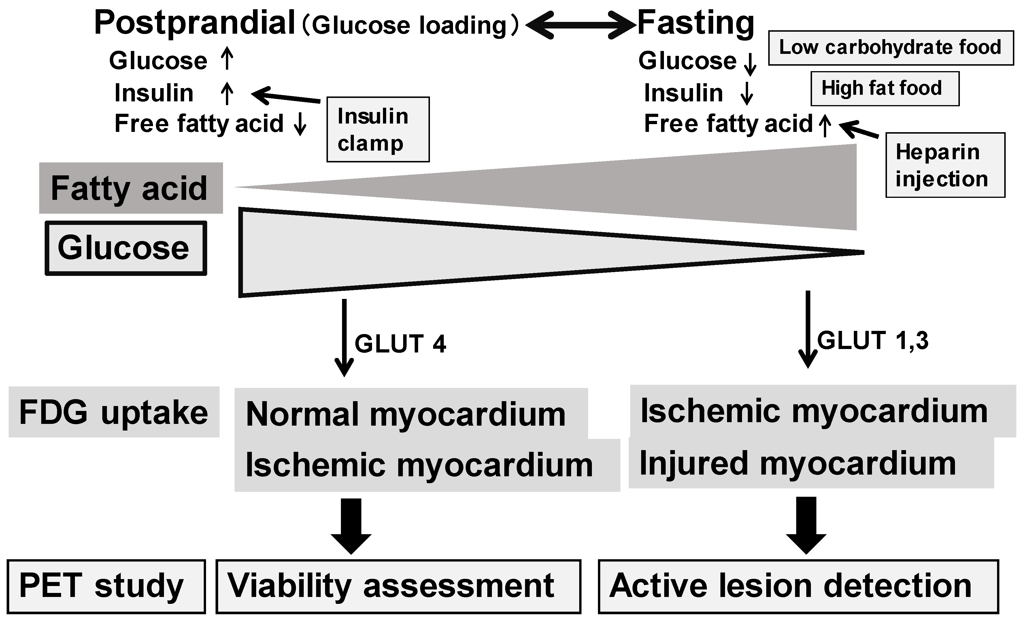 Molecular Imaging for Integrat Tamaki， Nagara; Kuge， Yuji 18F-Fluorodeoxyglucose Imaging for Assessing Cardiovascular