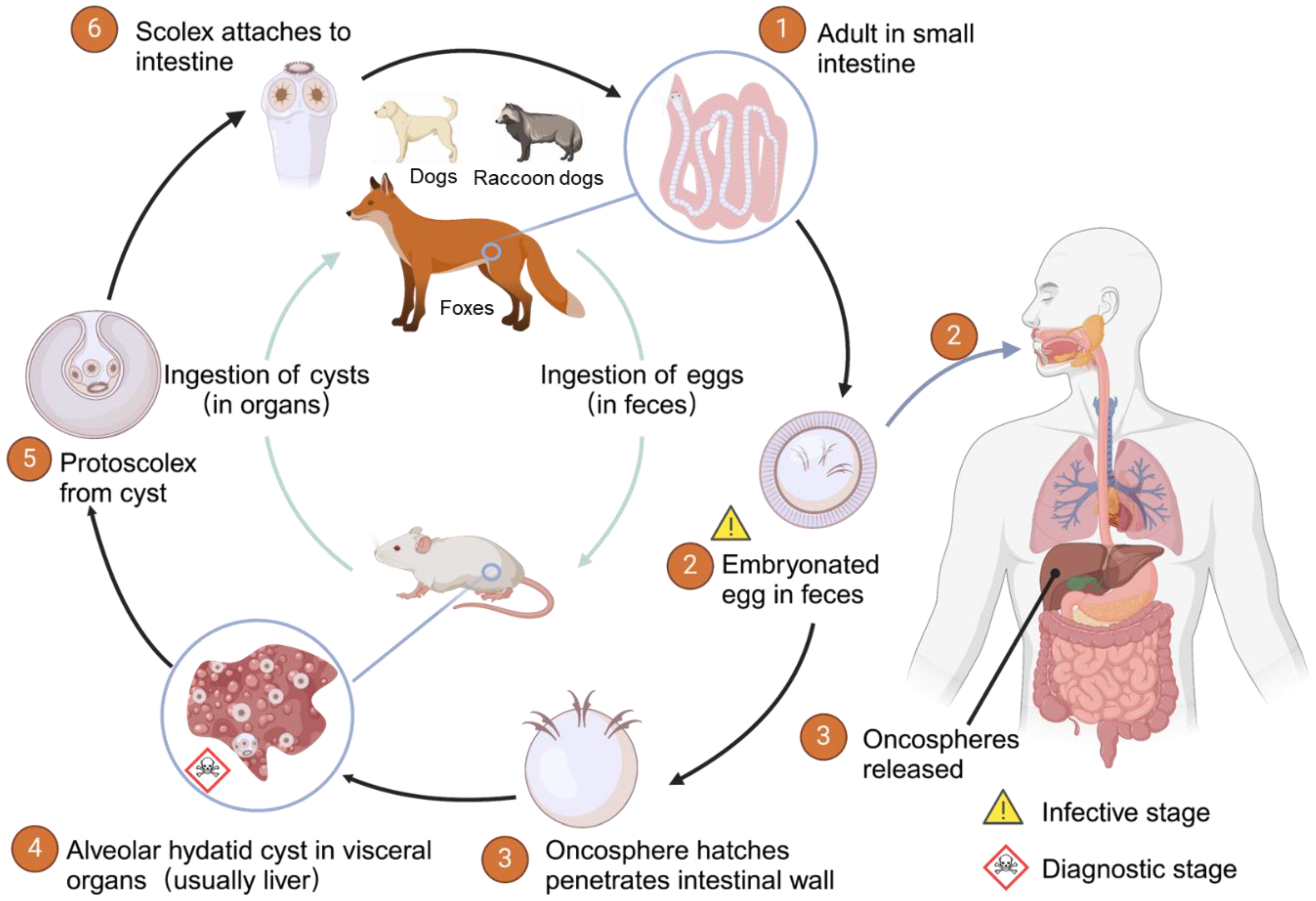 Advances in Novel Diagnostic Techniques for Alveolar