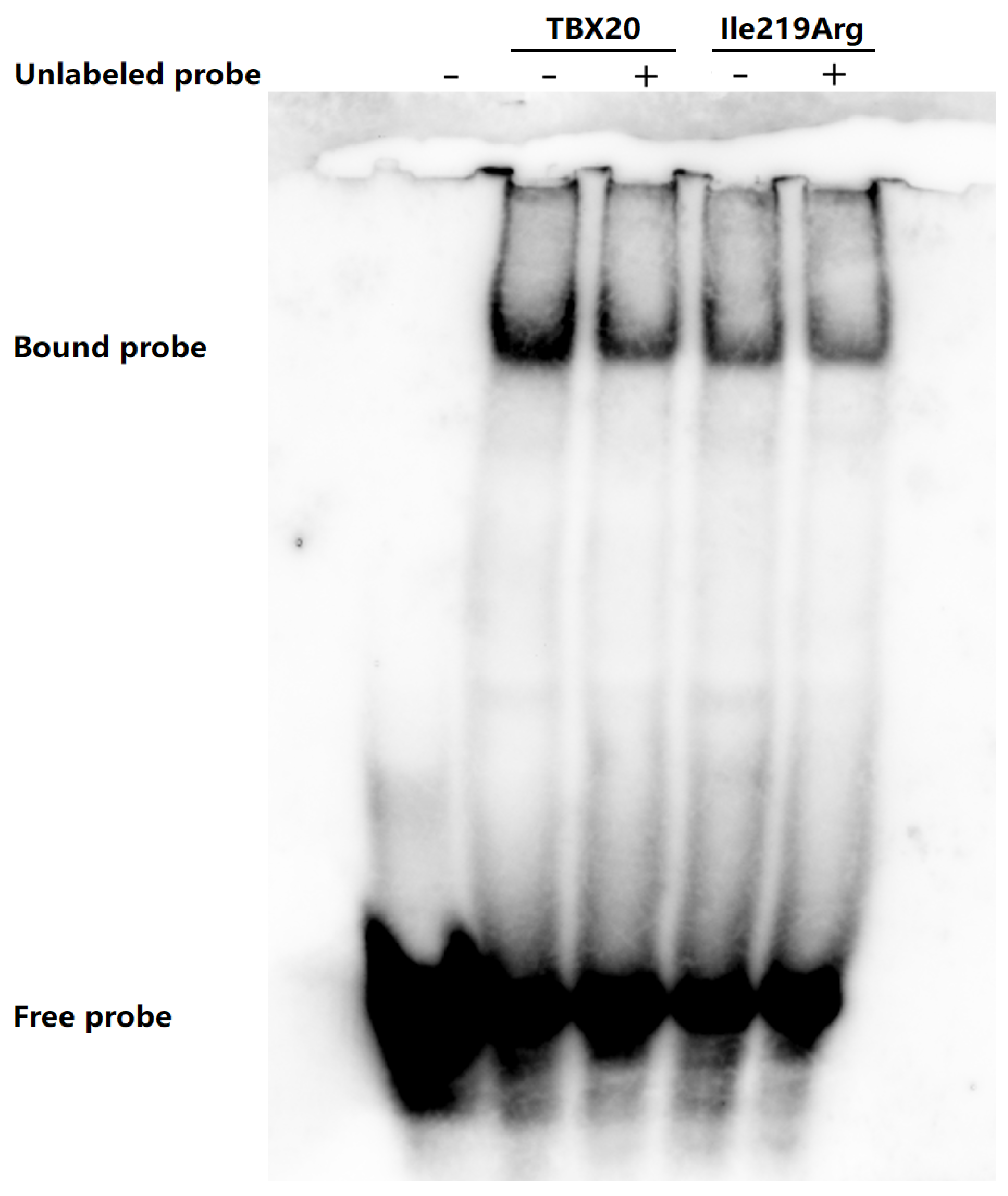 Diagnostics 15 00600 g005