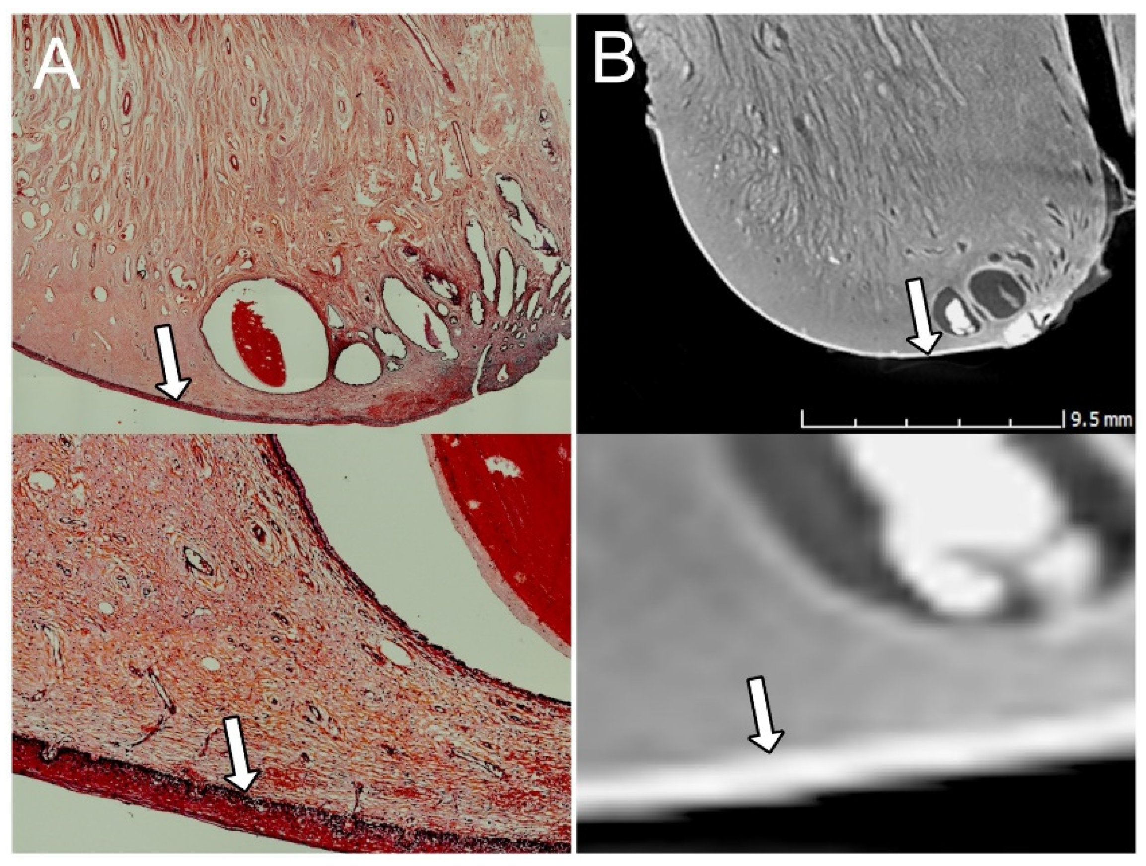 Diagnostics 15 00603 g001