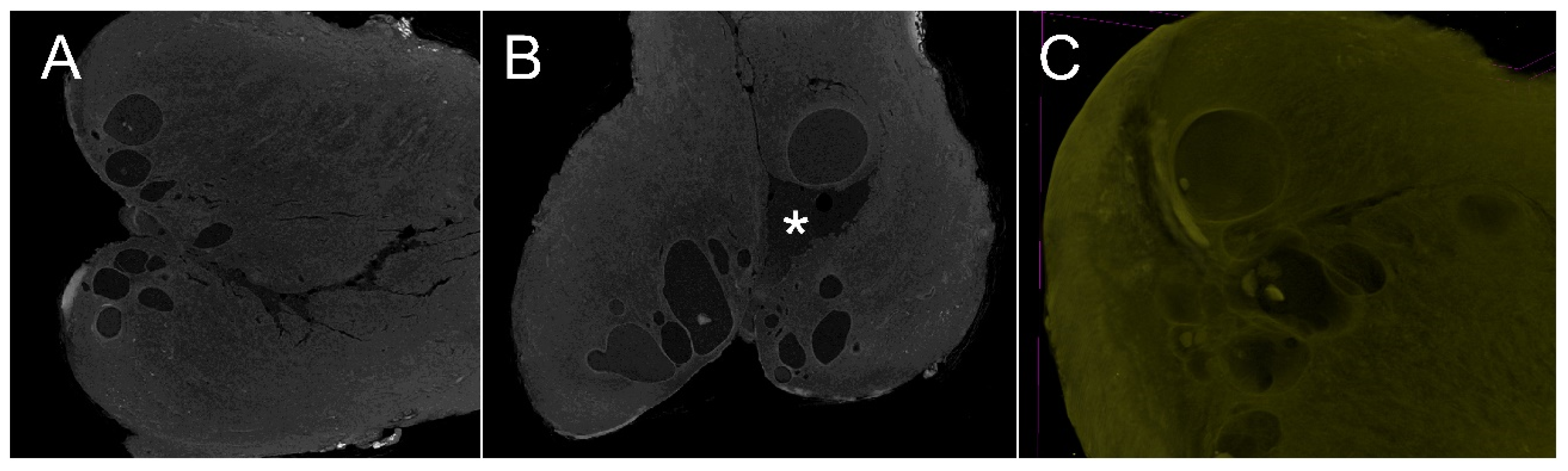 Diagnostics 15 00603 g002
