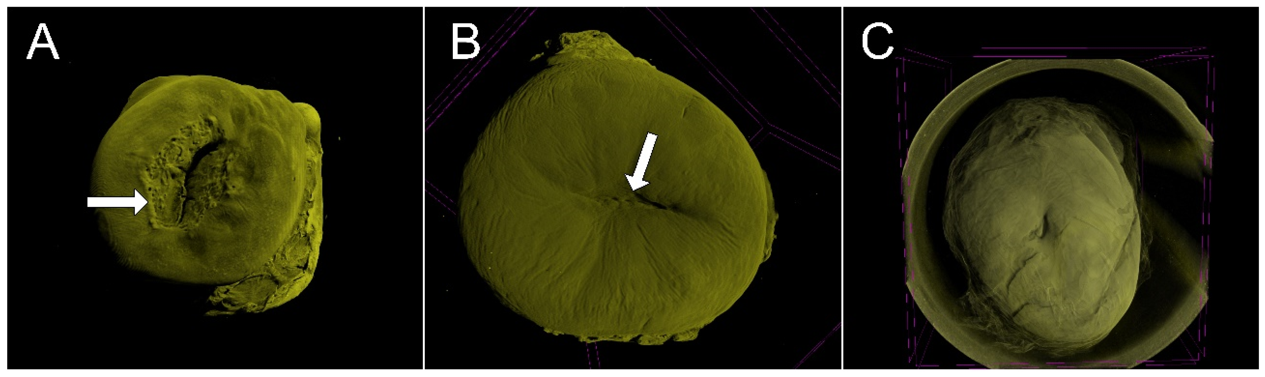 Diagnostics 15 00603 g003