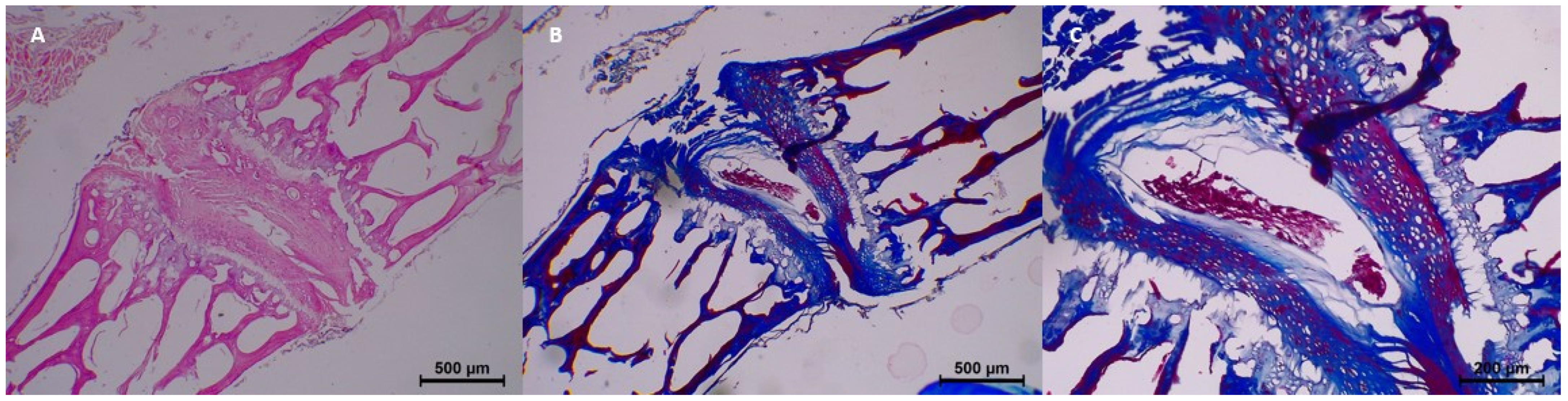 Diagnostics 15 00605 g003