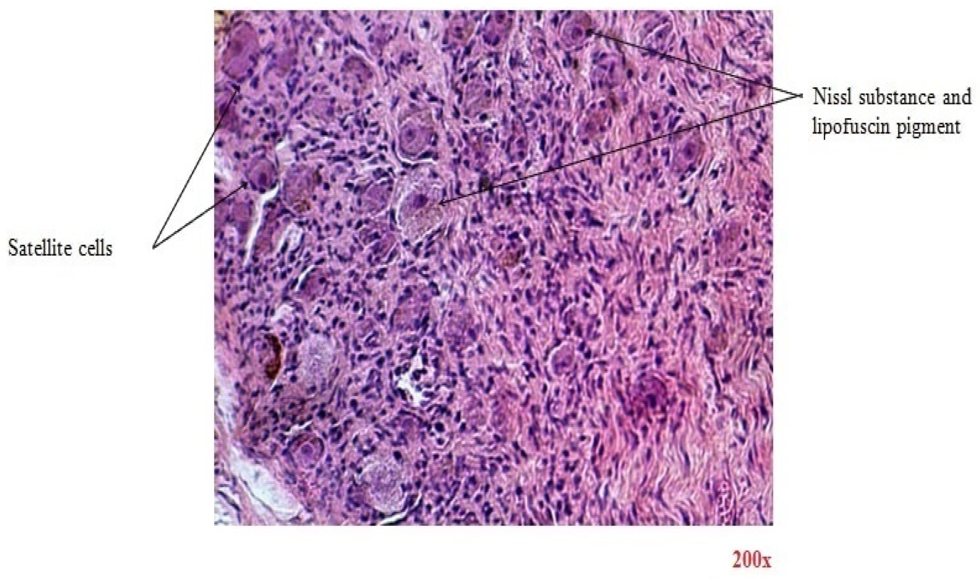 Diagnostics 15 00659 g003