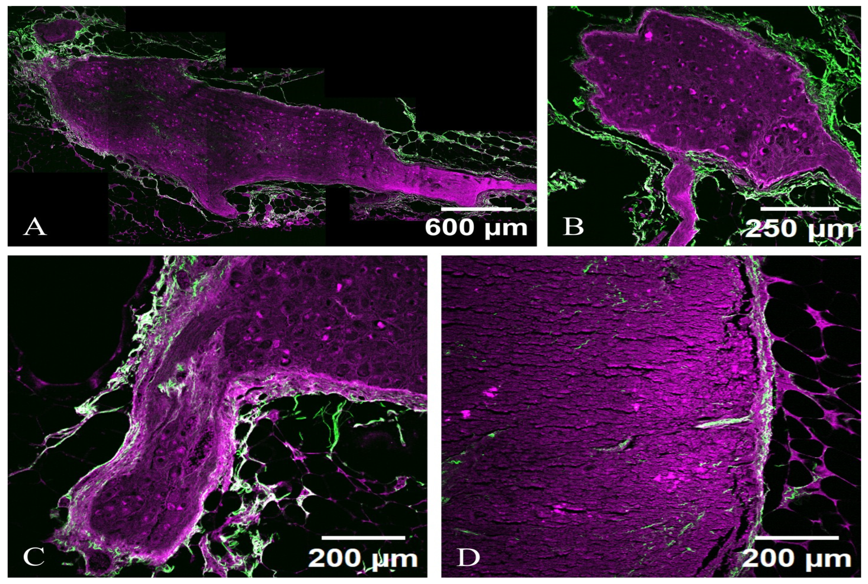 Diagnostics 15 00659 g005