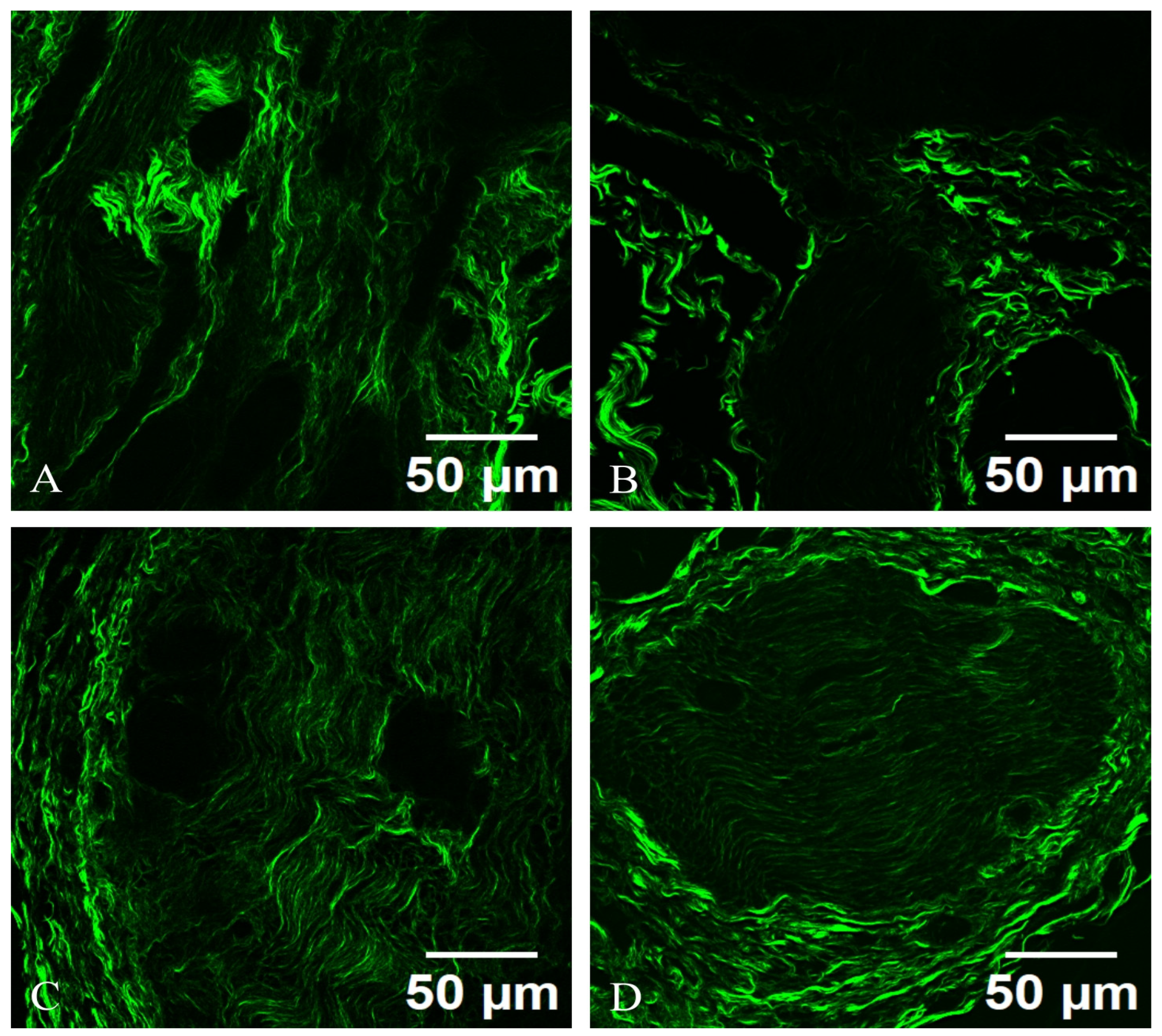 Diagnostics 15 00659 g006
