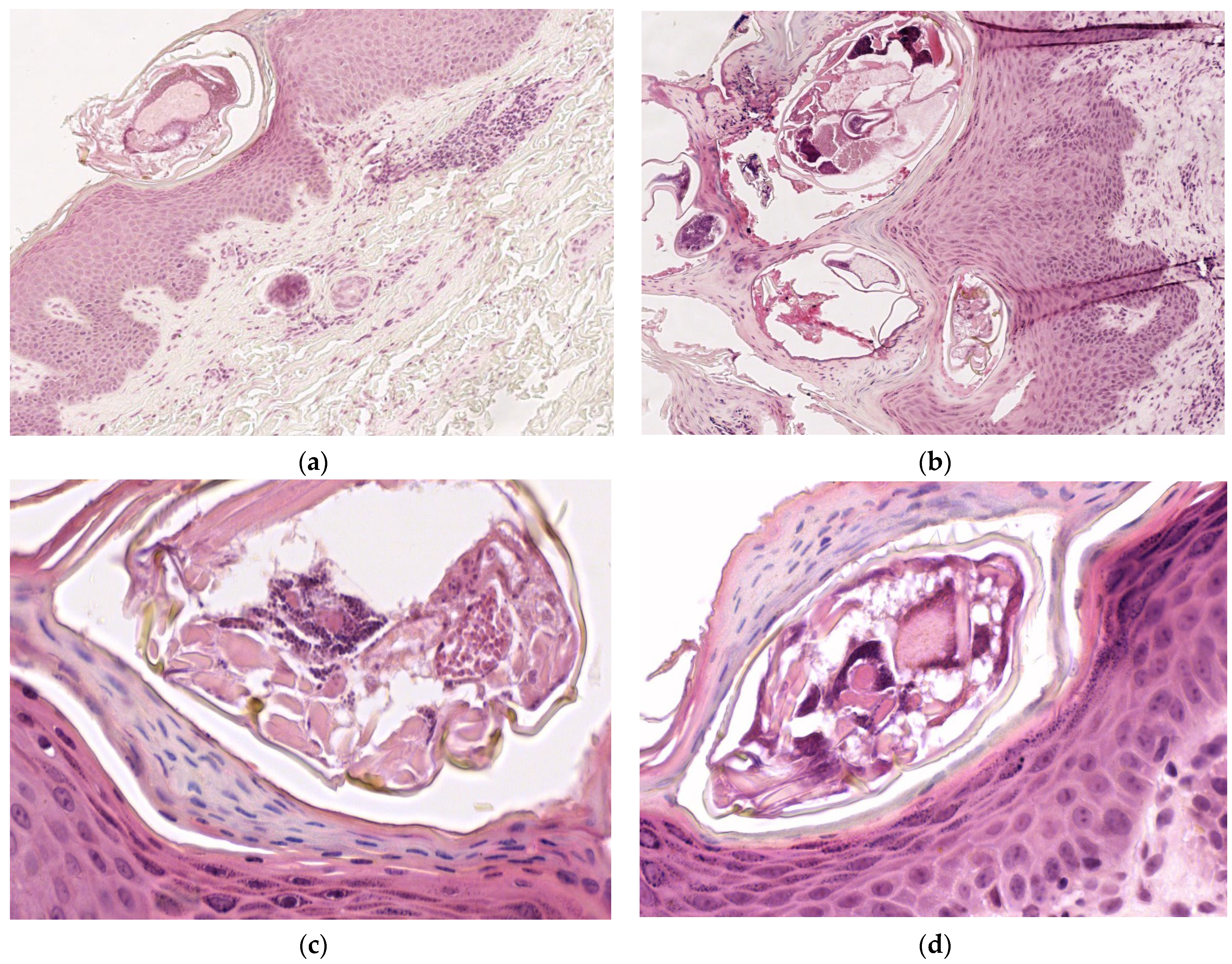 Diagnostics 15 00680 g002