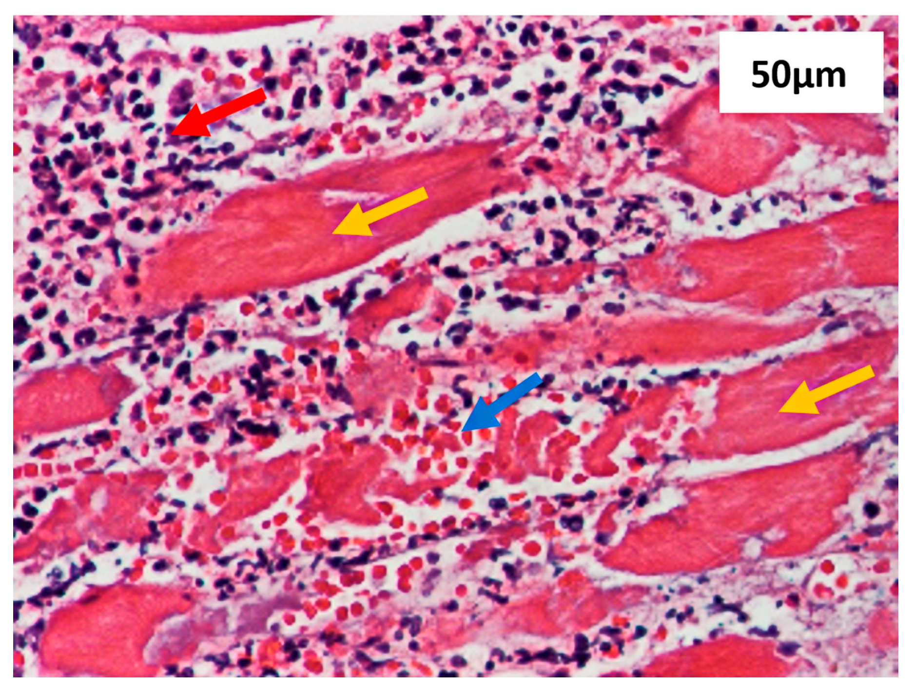 Diagnostics 15 00688 g003 Diagnostics 15 00688 g003