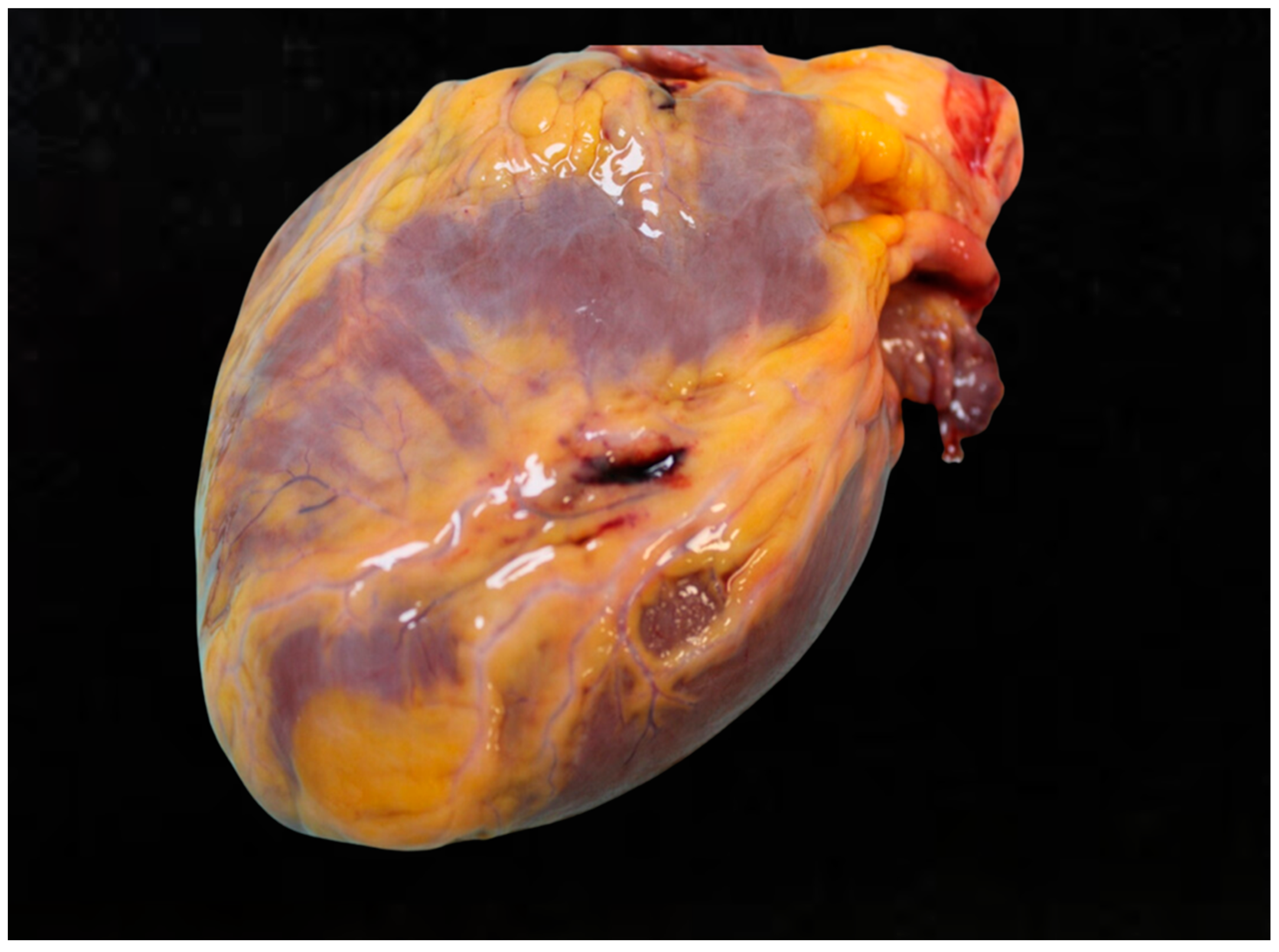 Diagnostics 15 00778 g003