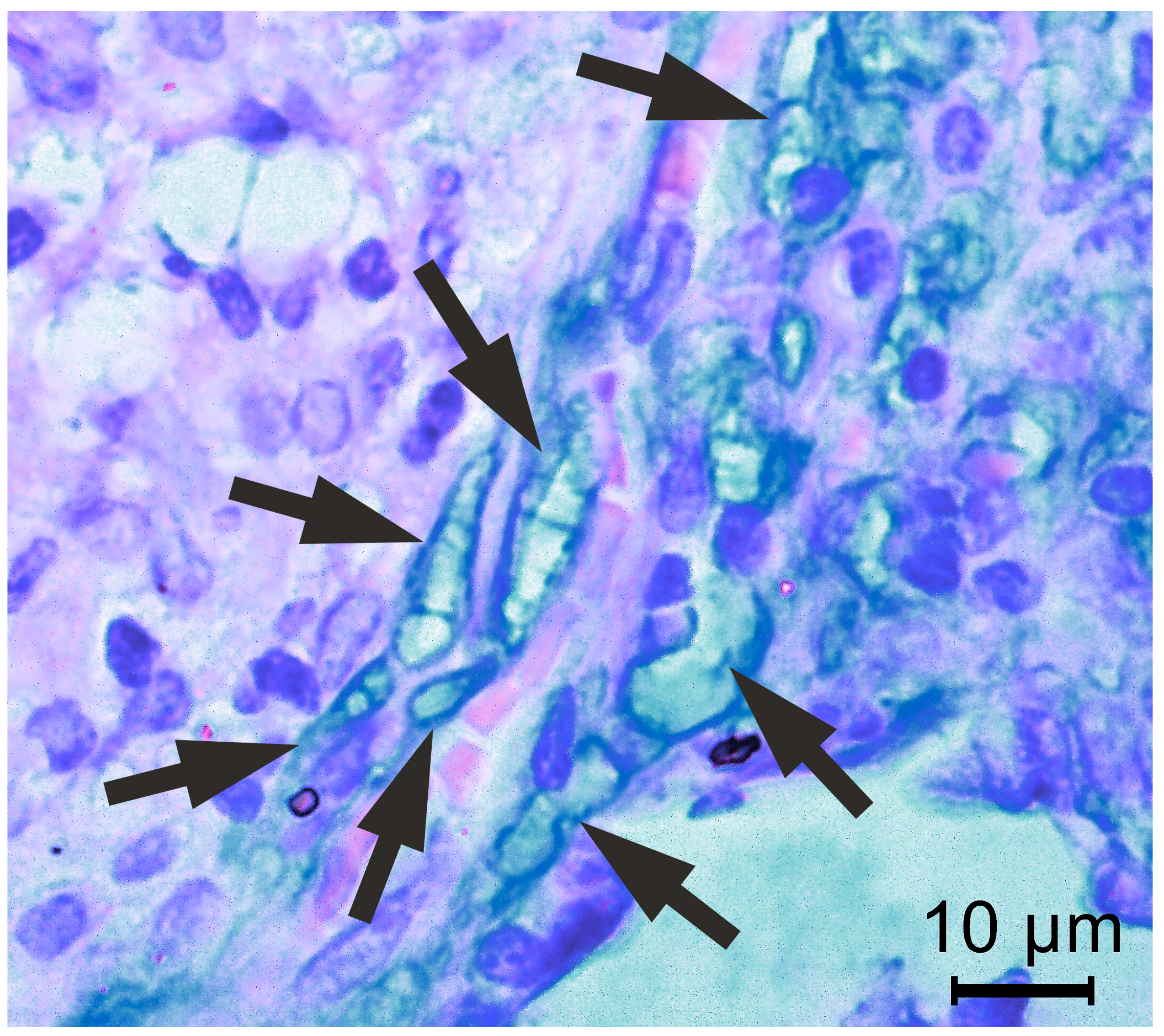 Diagnostics 15 00781 g003