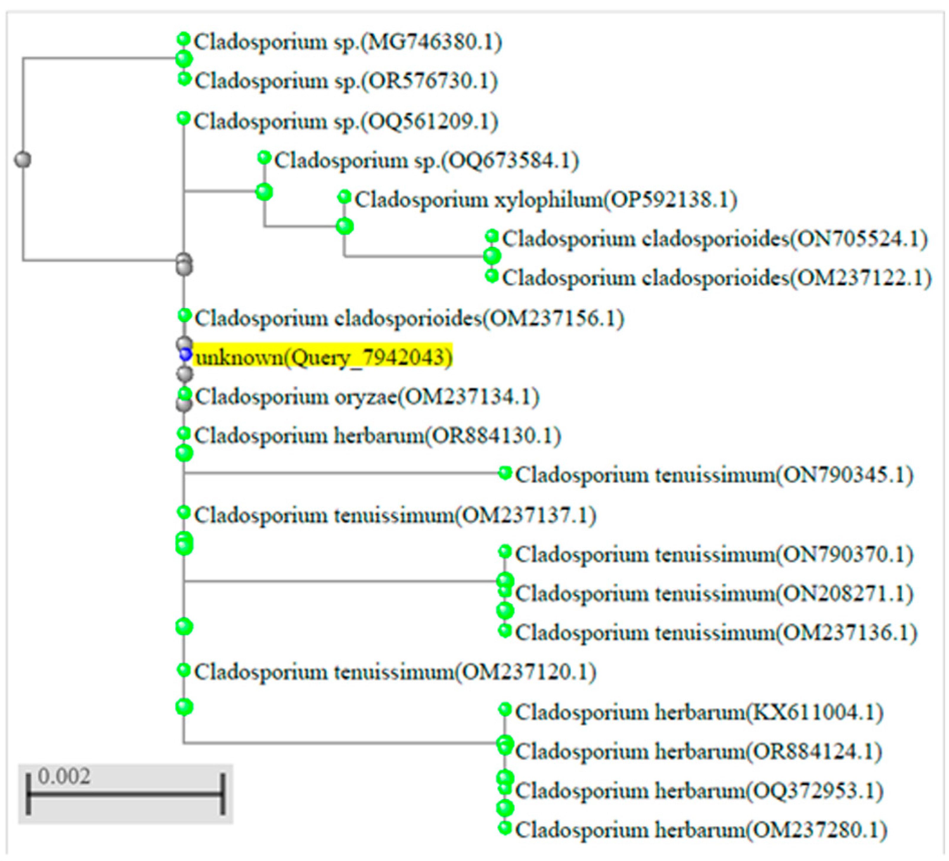 Diagnostics 15 00781 g005
