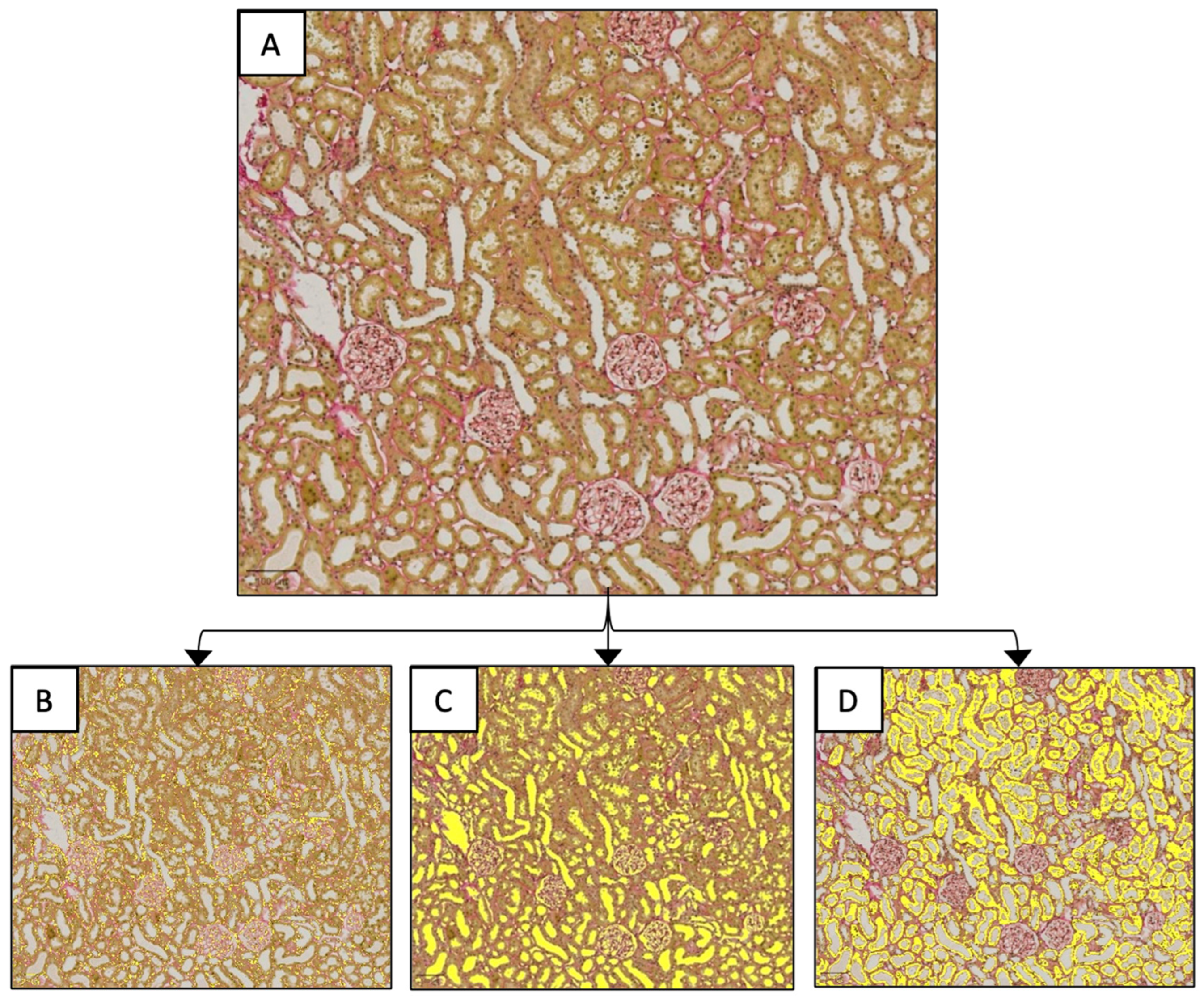 Diagnostics 15 00782 g002