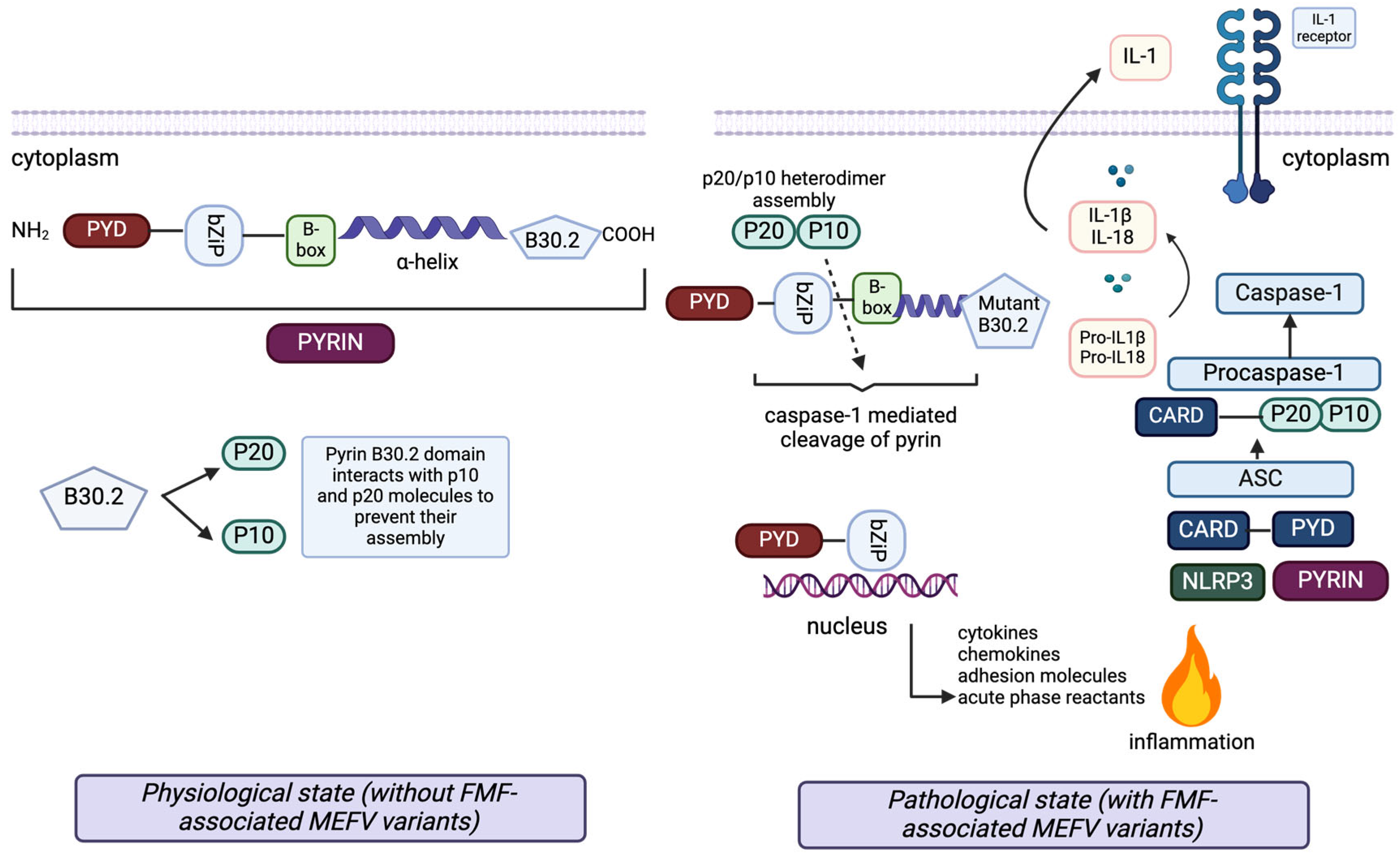 Diagnostics 15 00813 g001