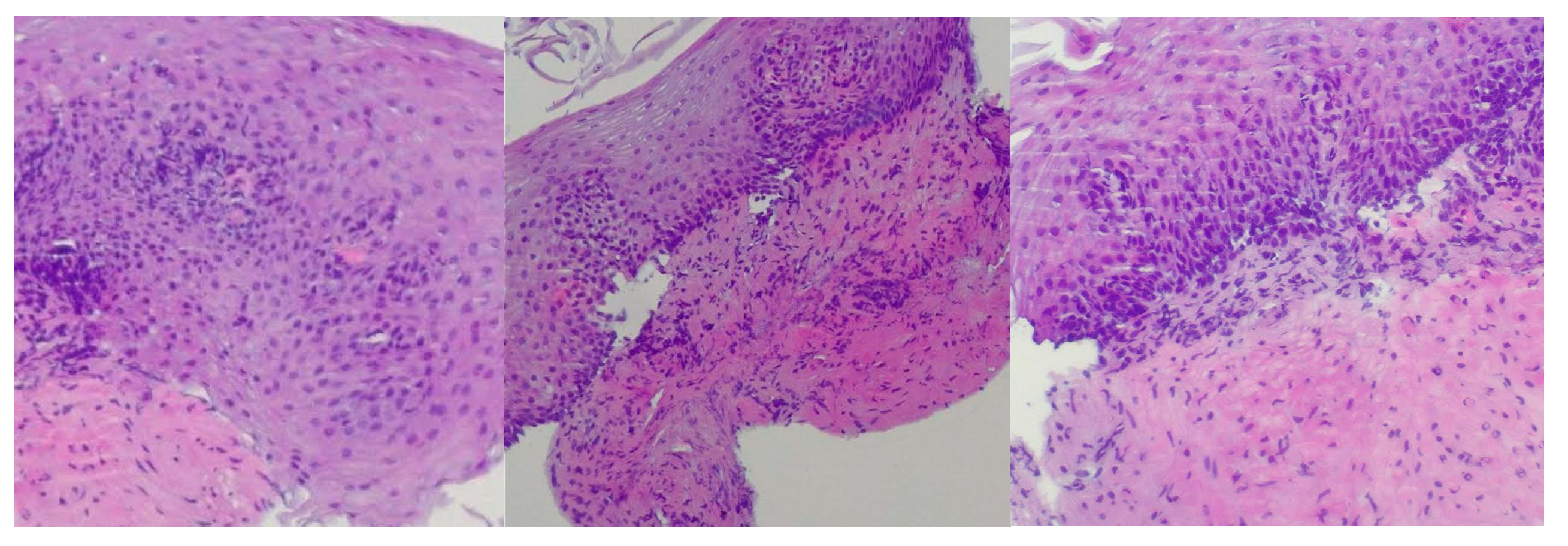 Diagnostics 15 00843 g001