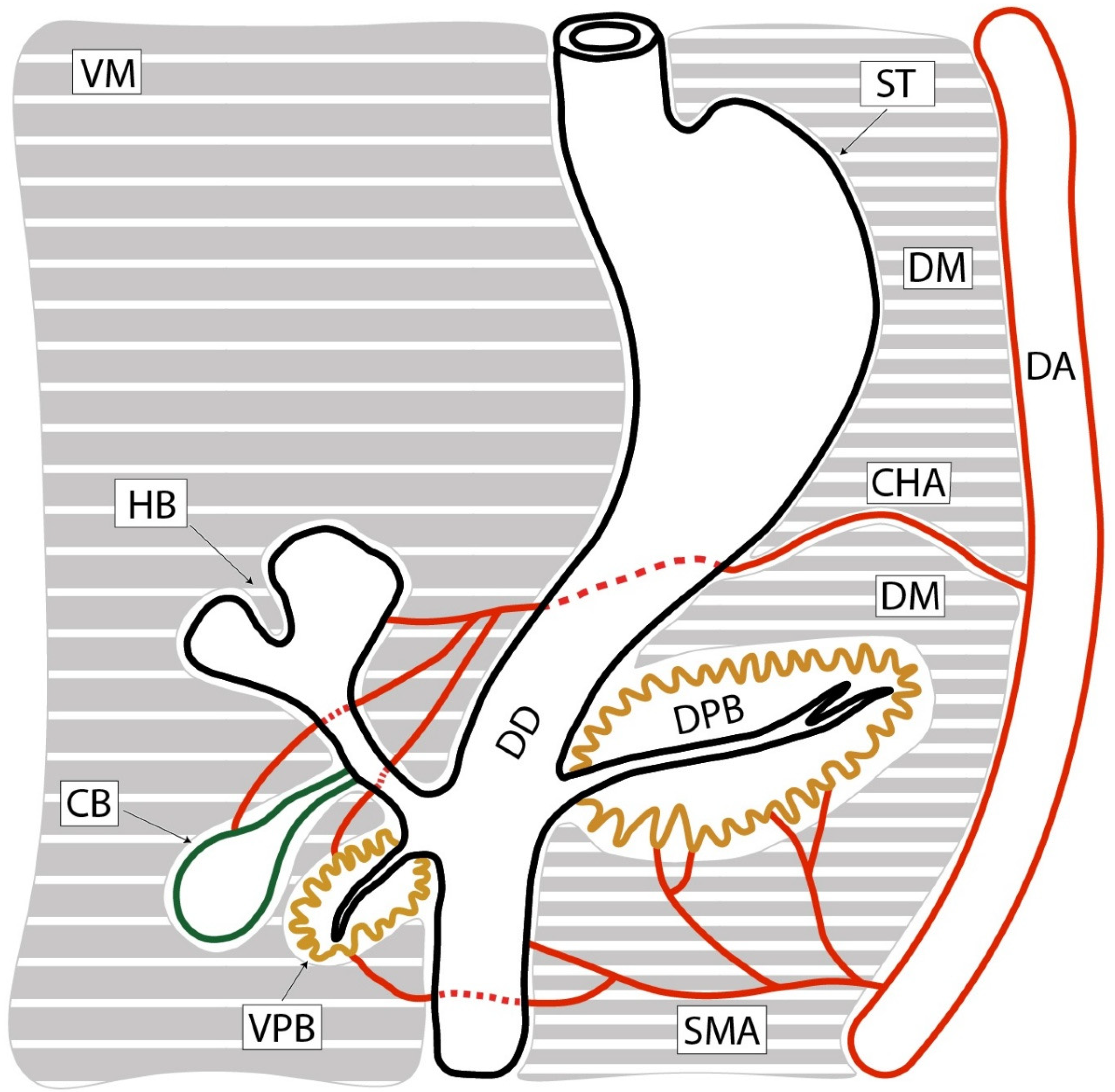 Diagnostics 15 00914 g001