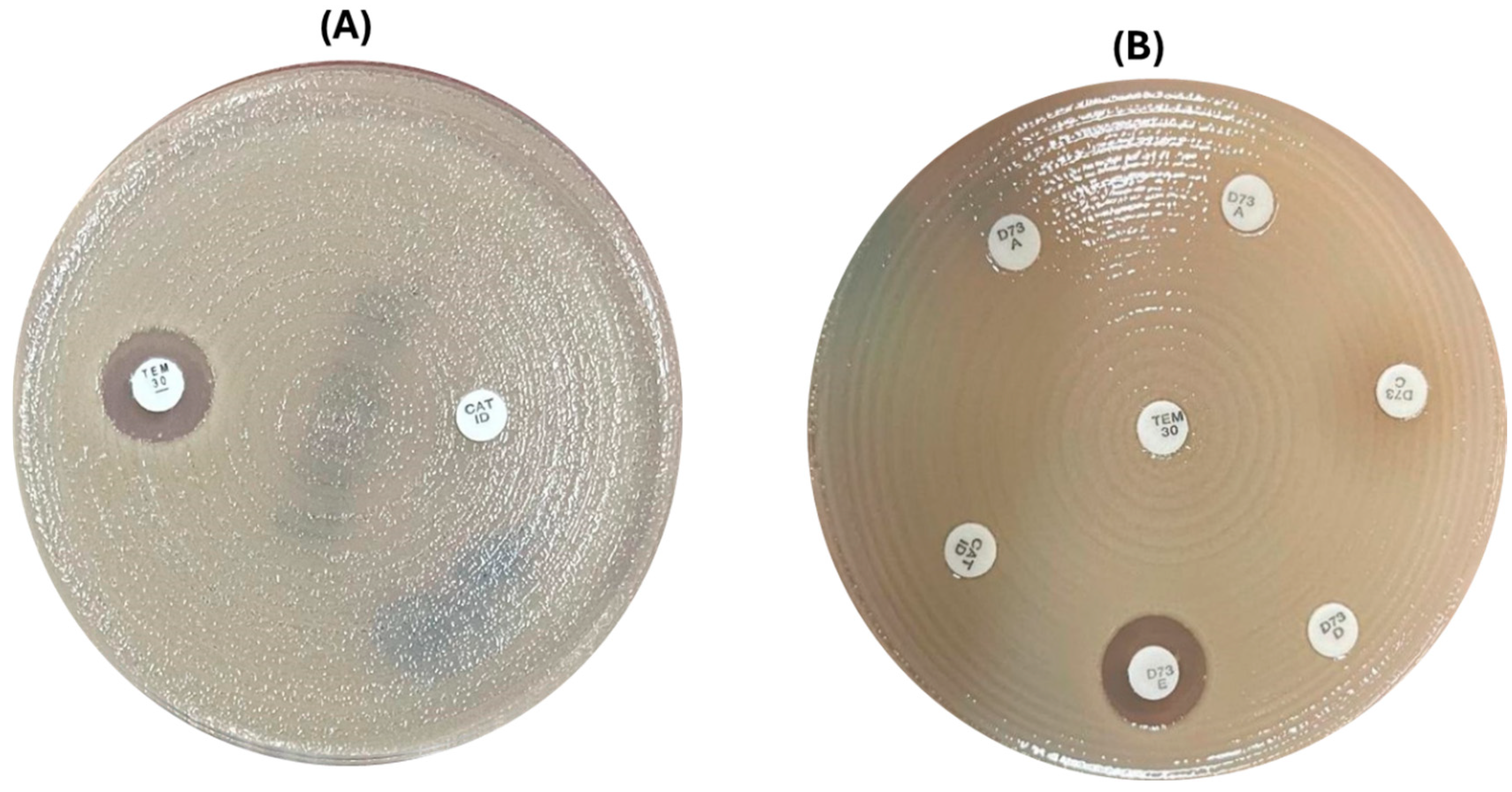 Diagnostics 15 00949 g002
