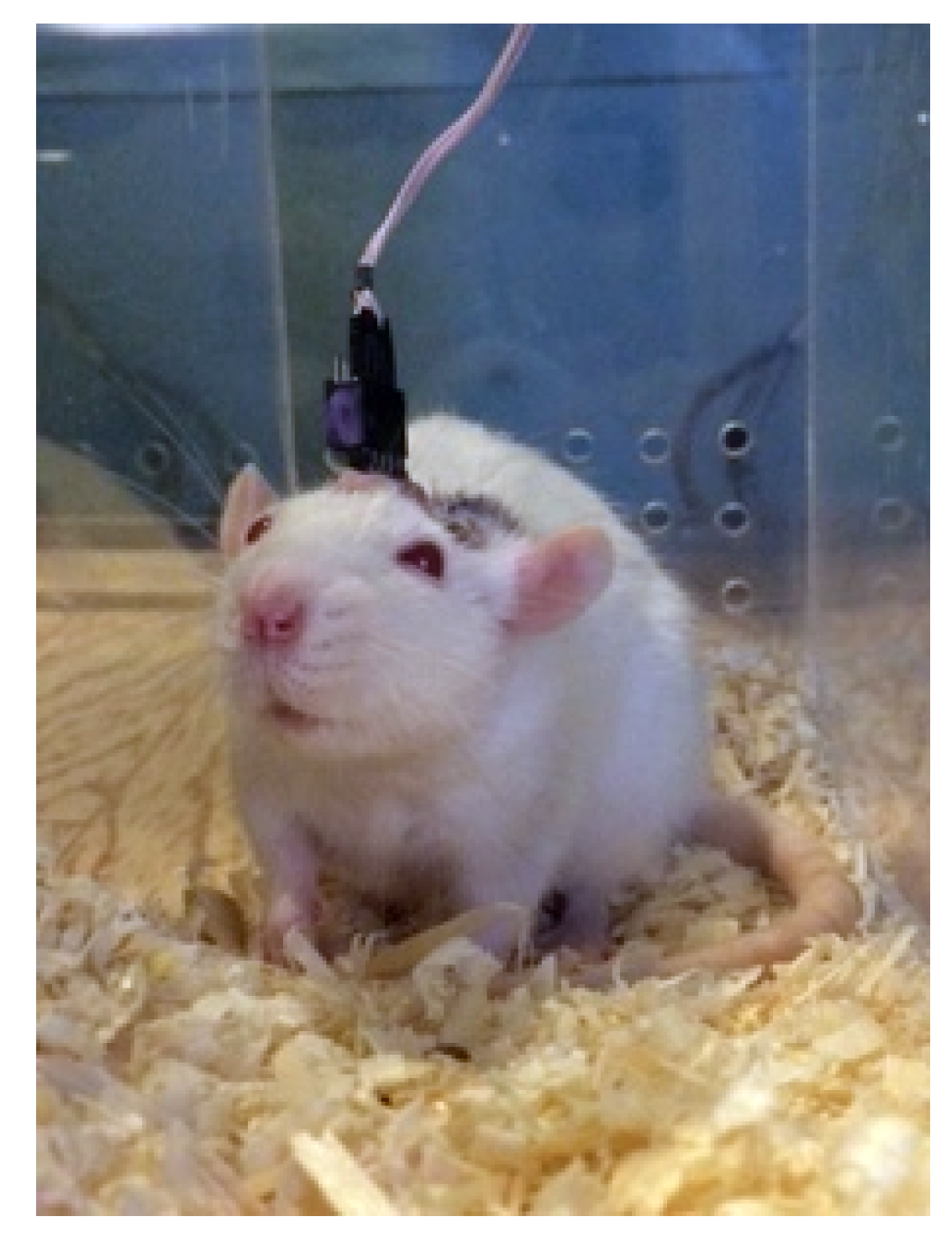 Diagnostics 15 00983 g001