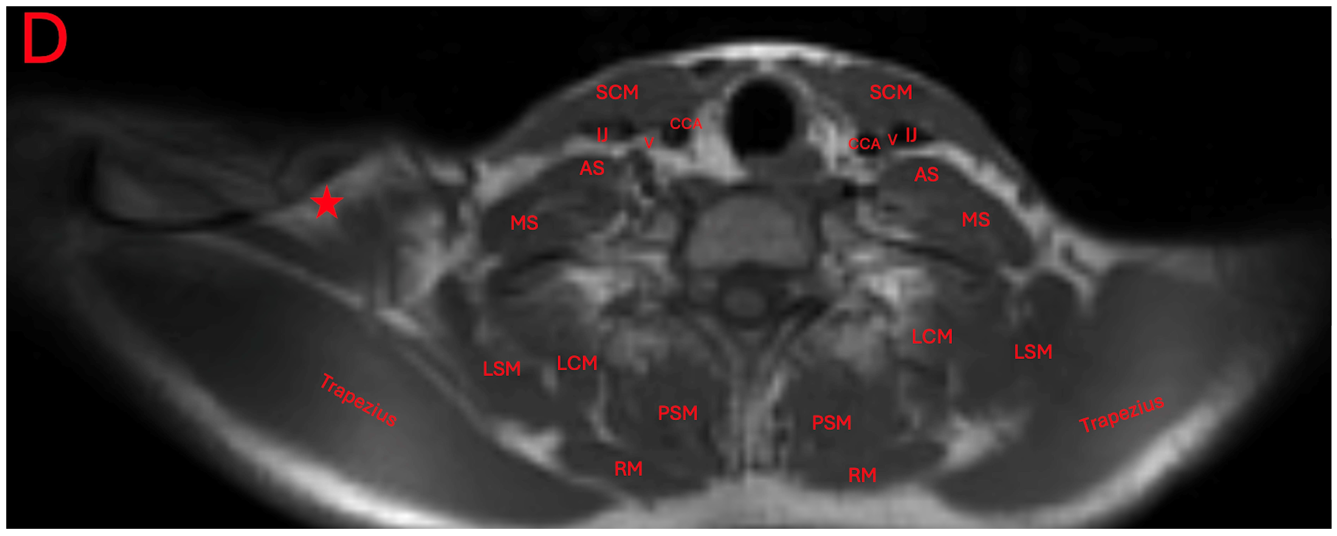 Diagnostics 15 01008 g004b