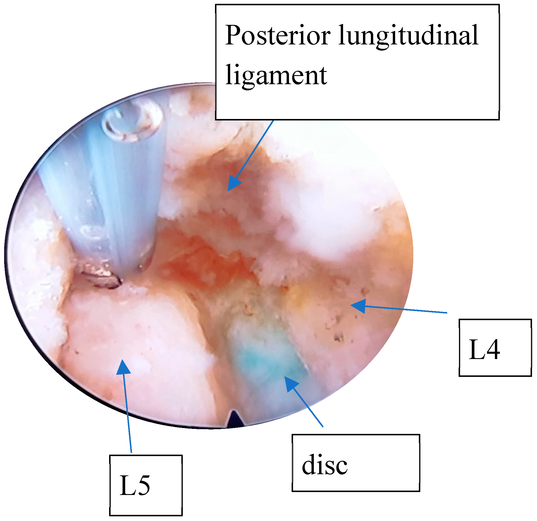 Diagnostics 15 01021 g001