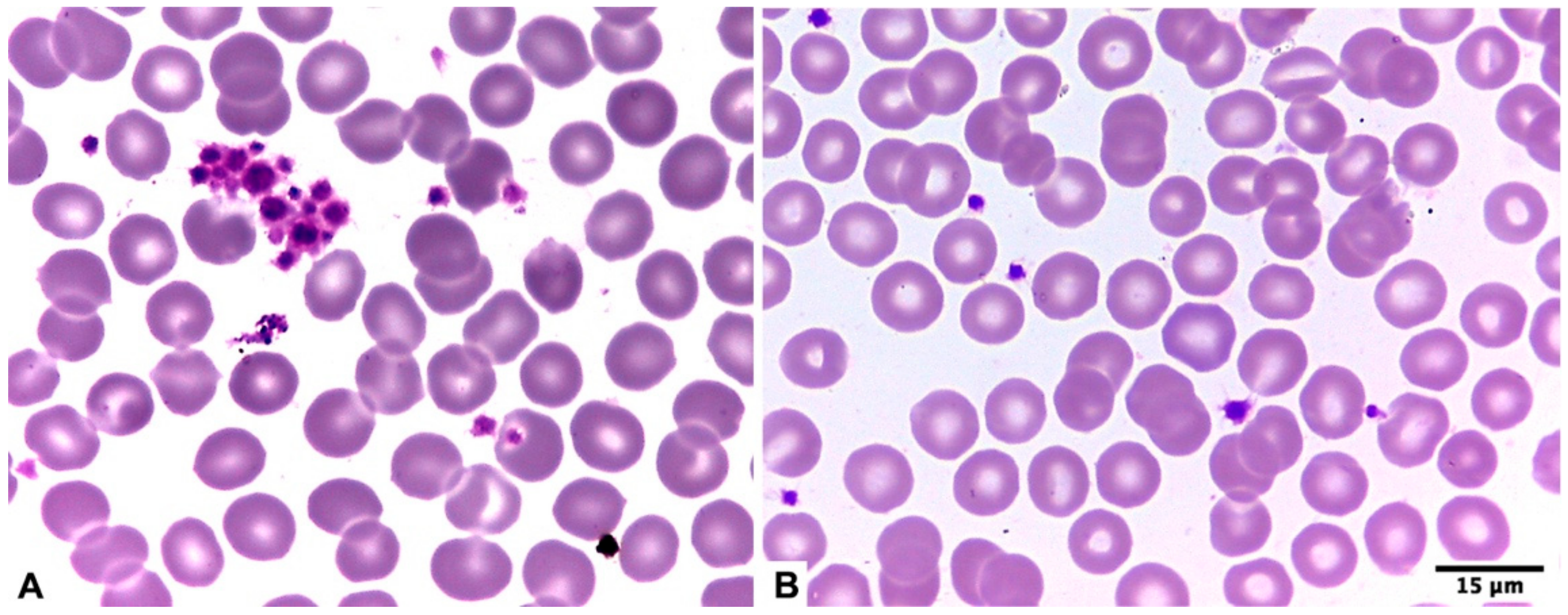 Diagnostics 15 01050 g001 Diagnostics 15 01050 g001