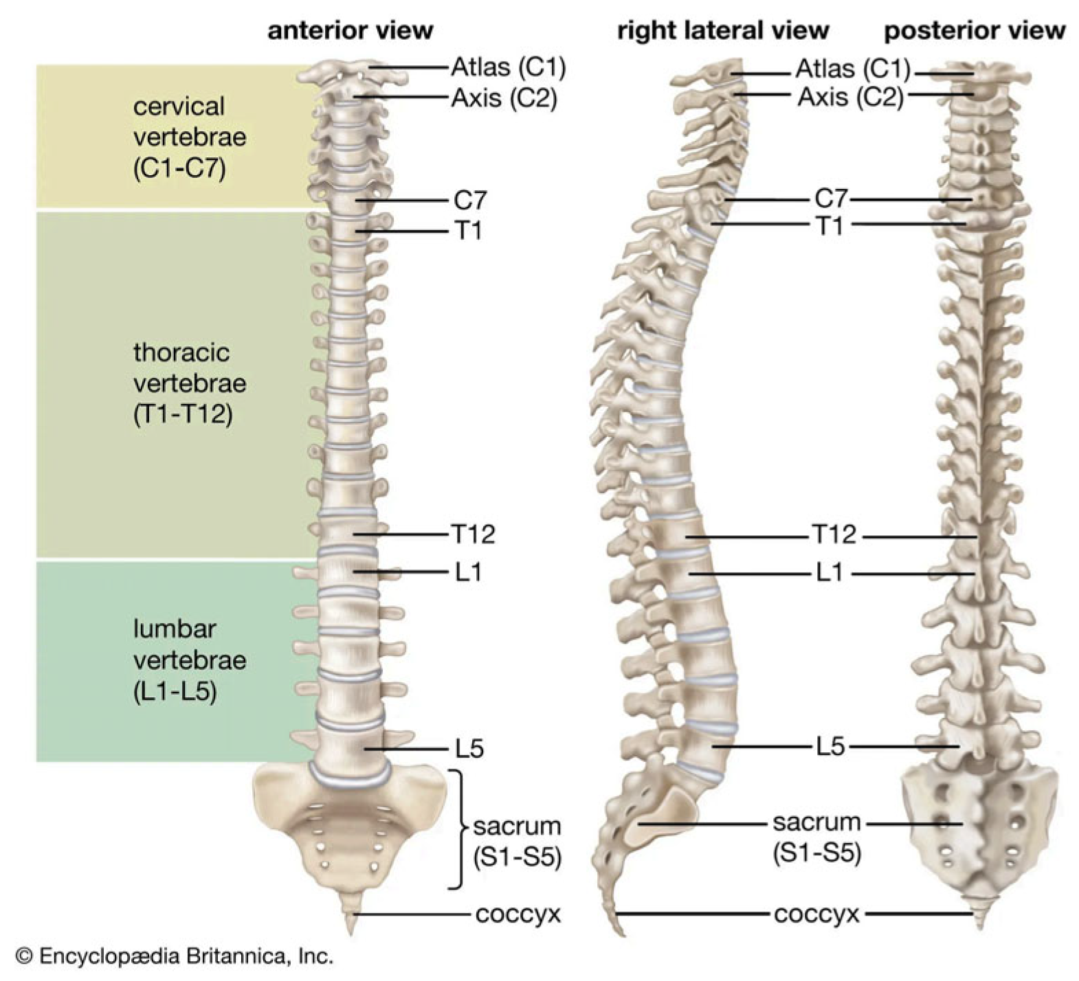 Diagnostics 15 01066 g001