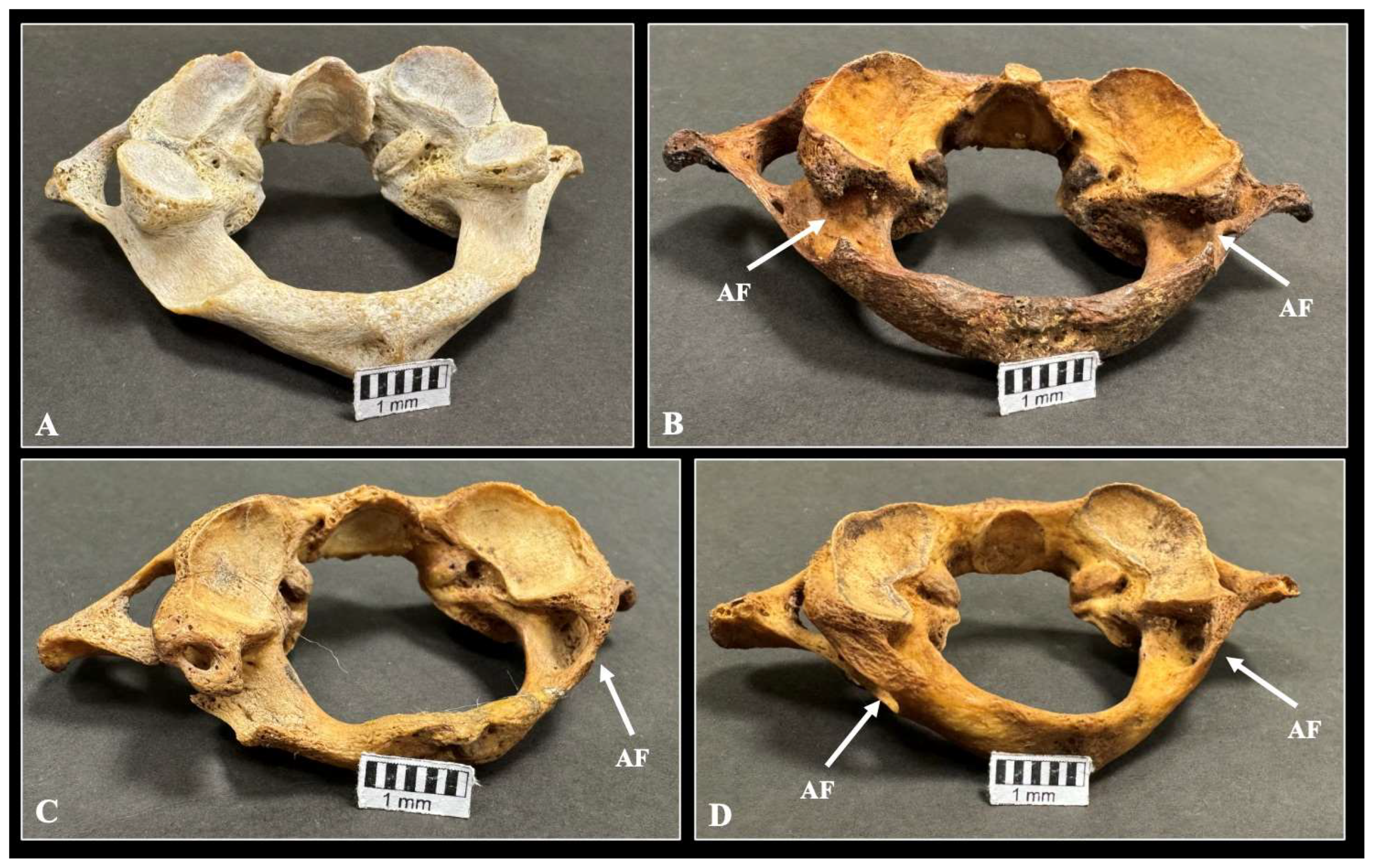 Diagnostics 15 01203 g003
