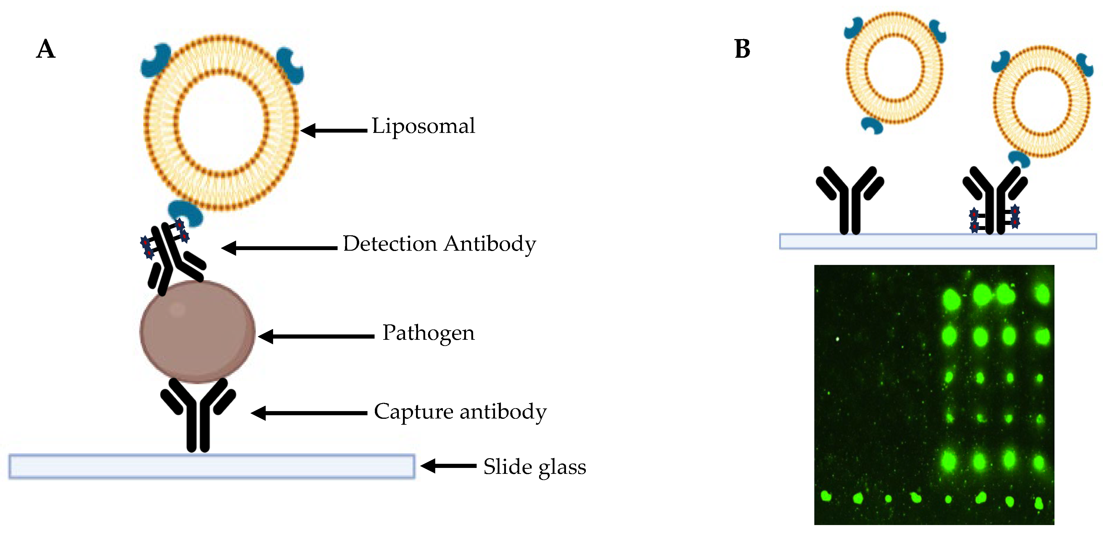 Diagnostics 15 01294 g003
