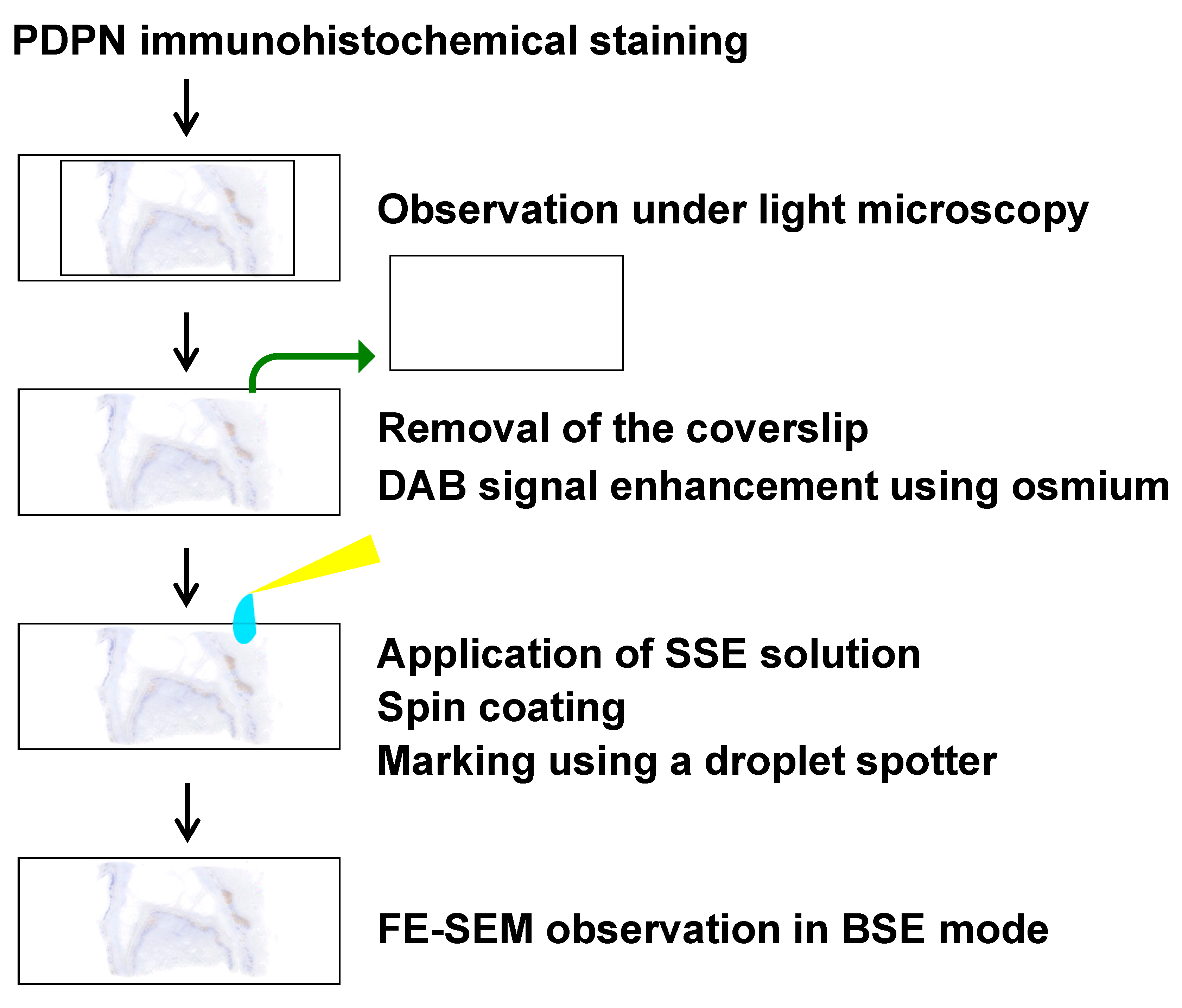 Diagnostics 15 01298 g001