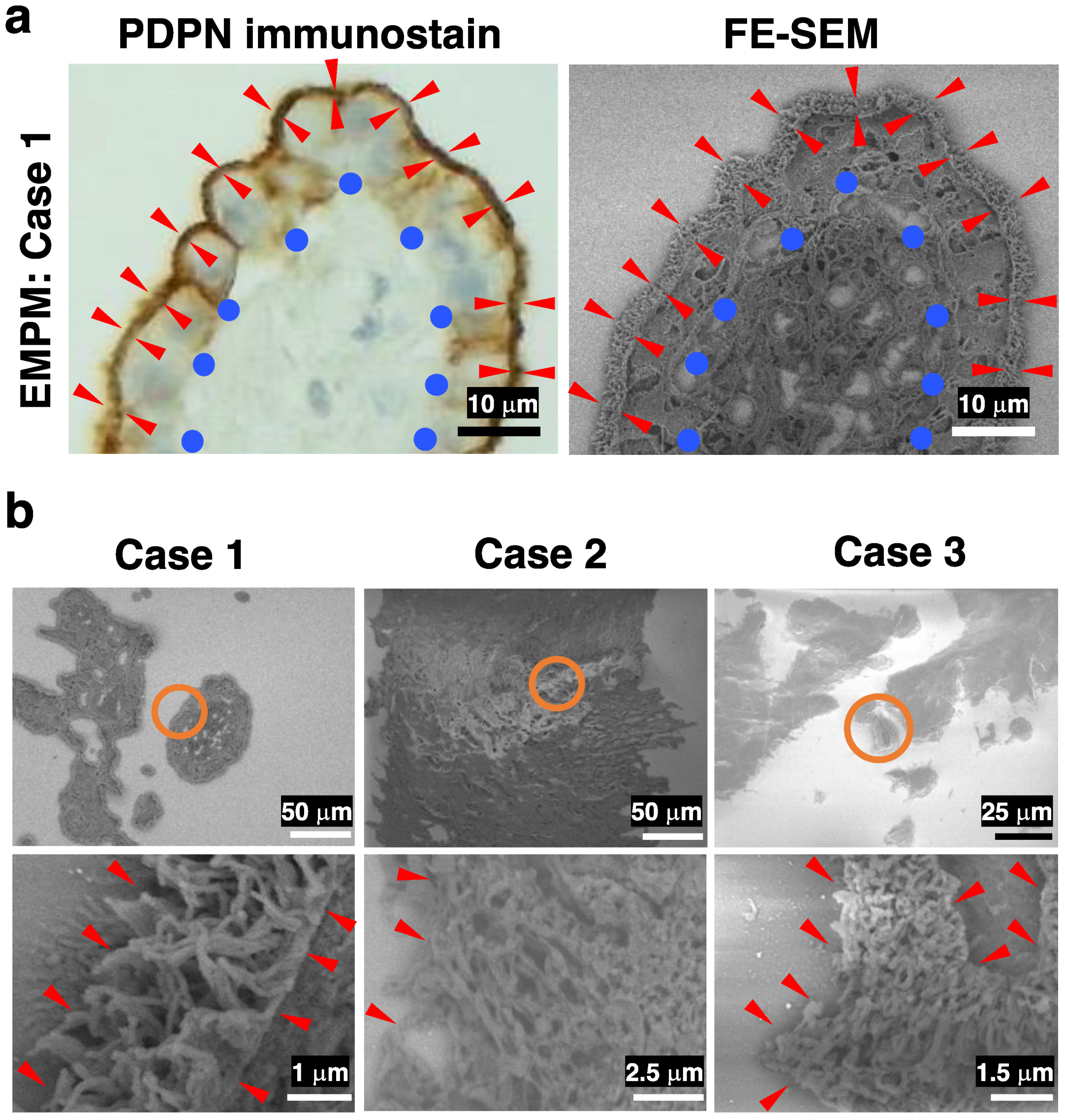 Diagnostics 15 01298 g003