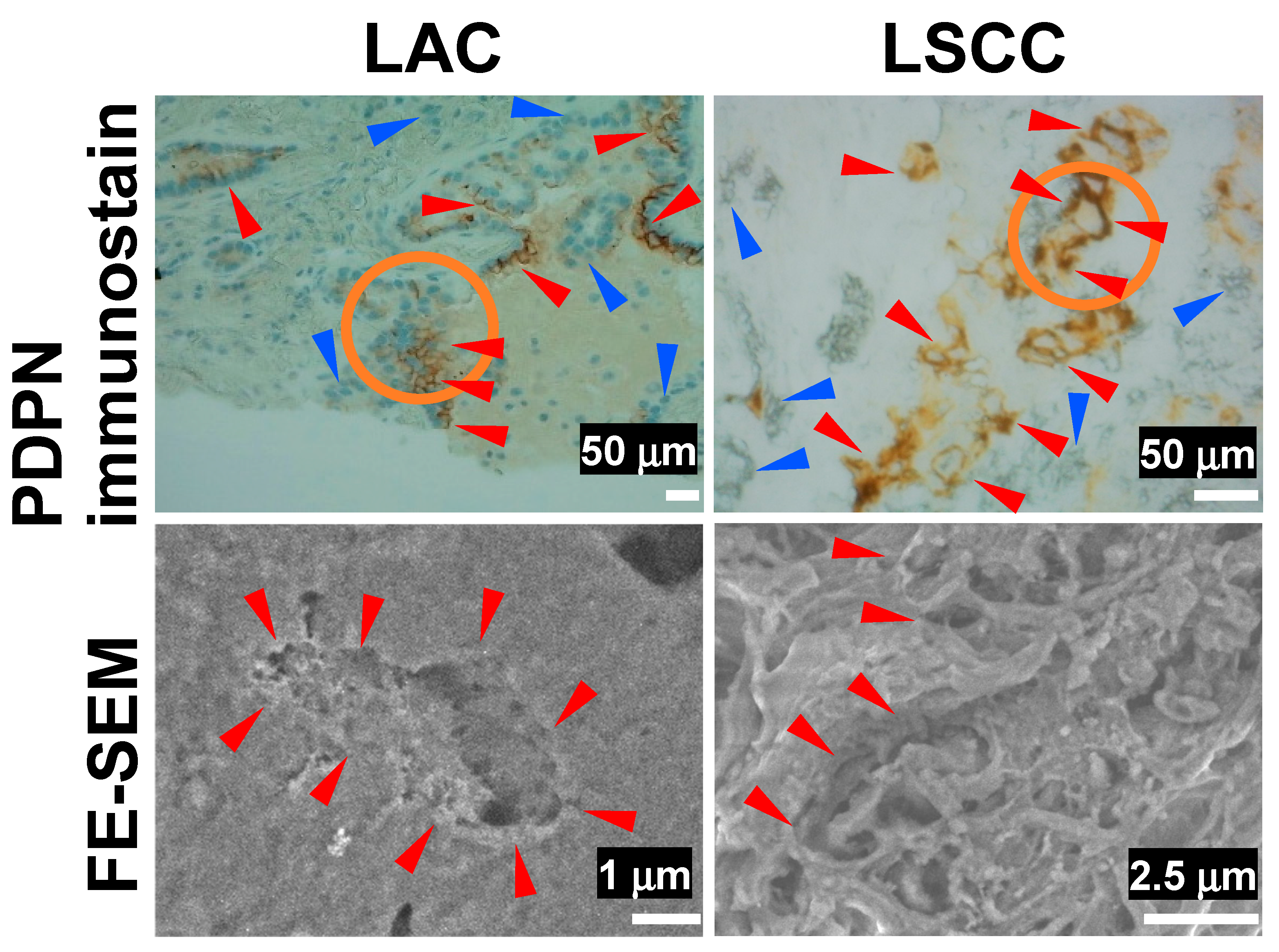 Diagnostics 15 01298 g004
