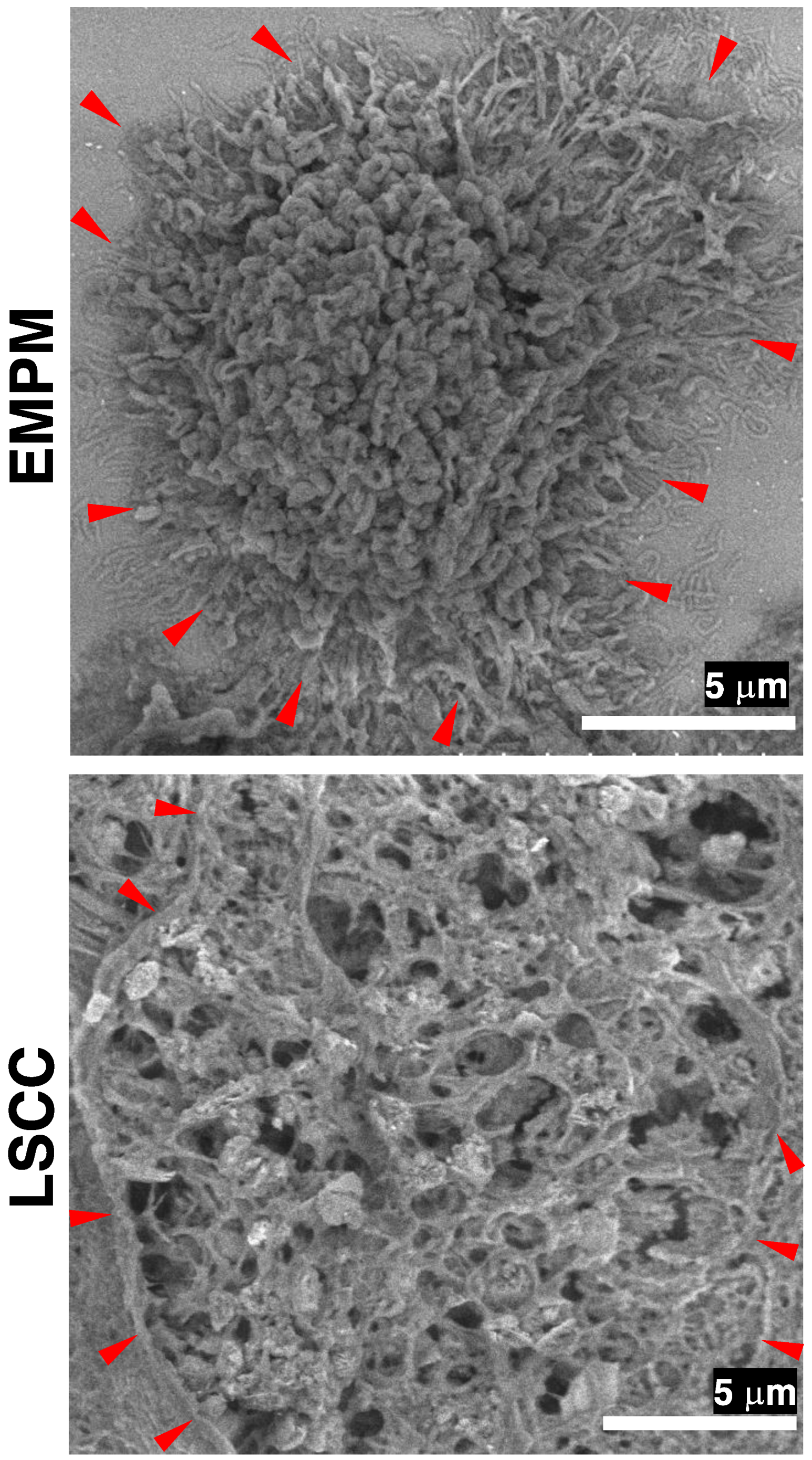 Diagnostics 15 01298 g005