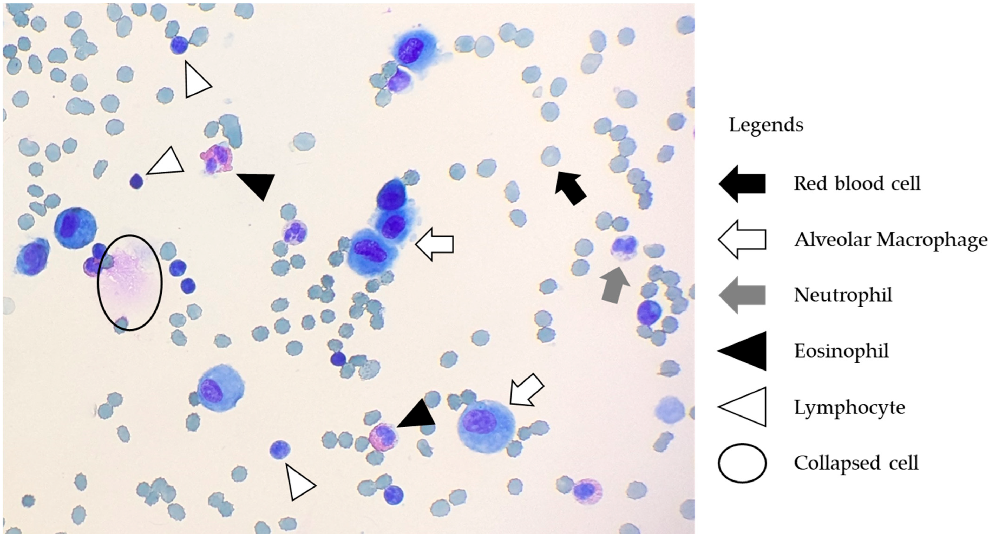 Diagnostics 15 01386 g006