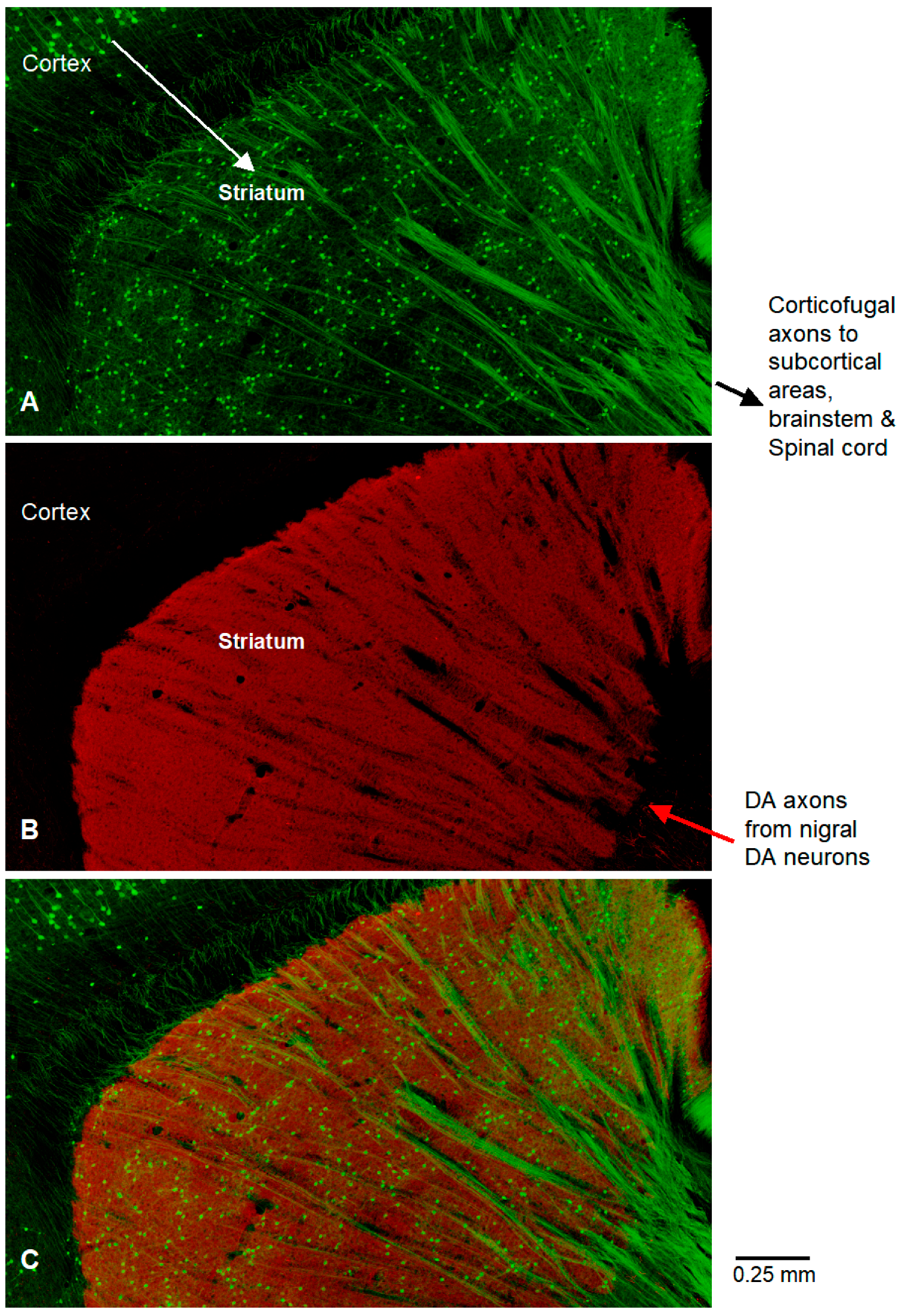 Diagnostics 15 01436 g003
