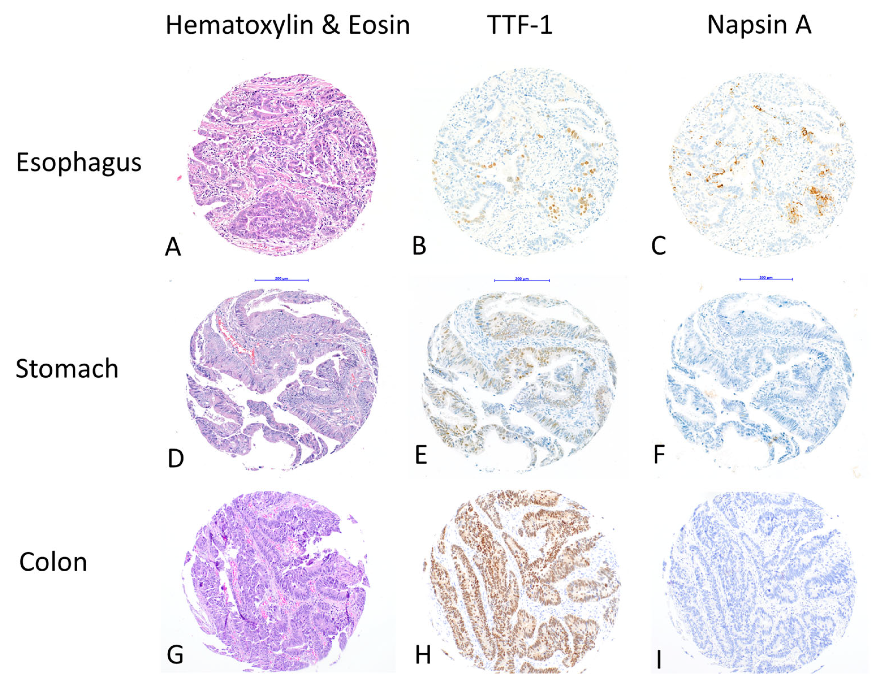 Diagnostics 15 01490 g001