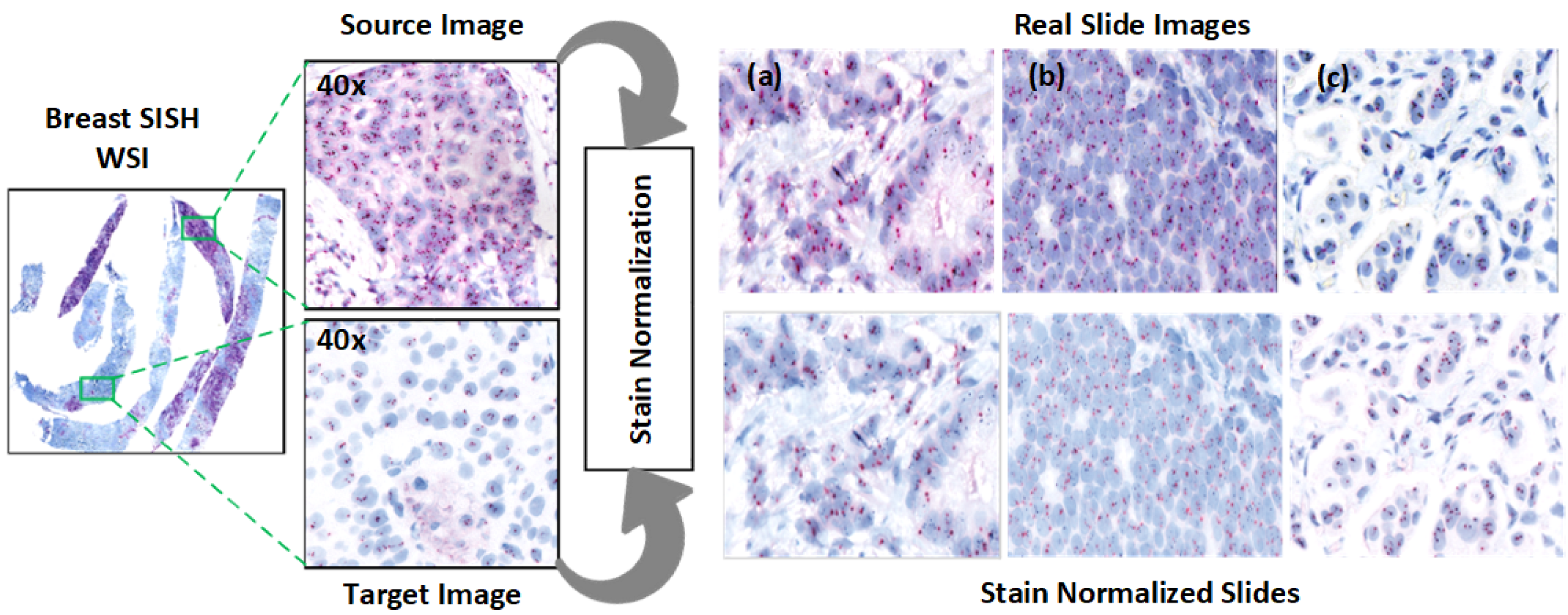 Diagnostics 15 01584 g004