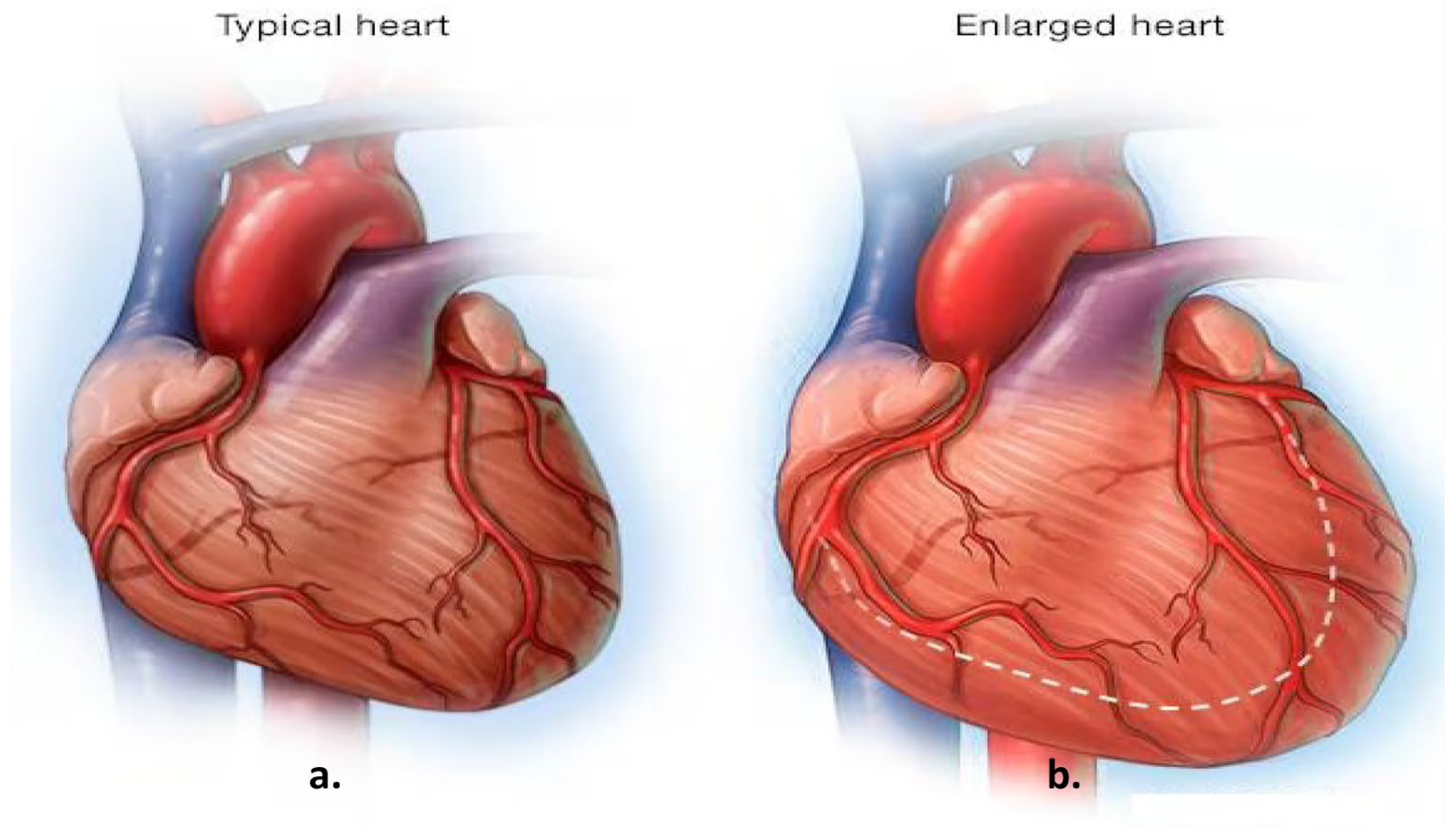 Diagnostics 15 01602 g001