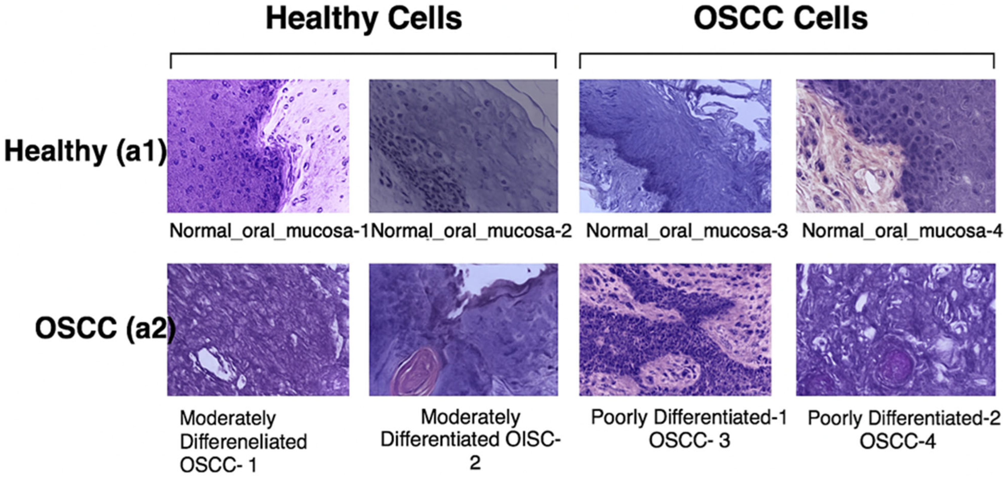 Diagnostics 15 01678 g003