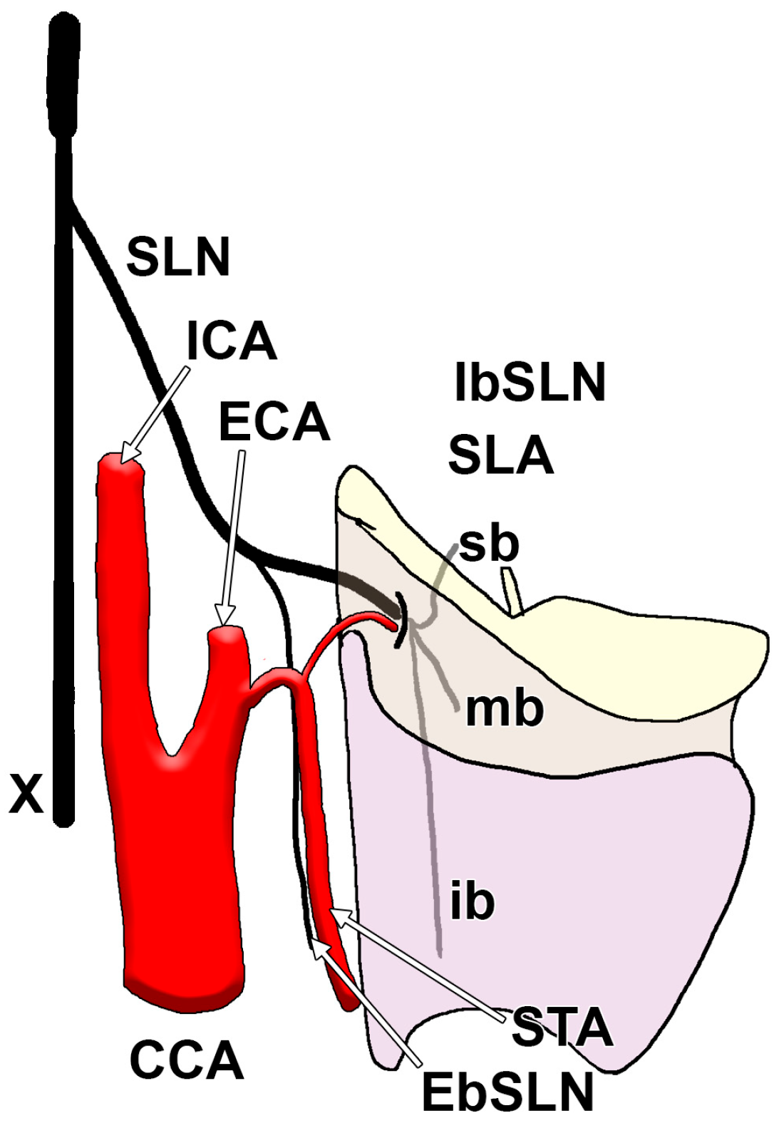 Diagnostics 15 01711 g002