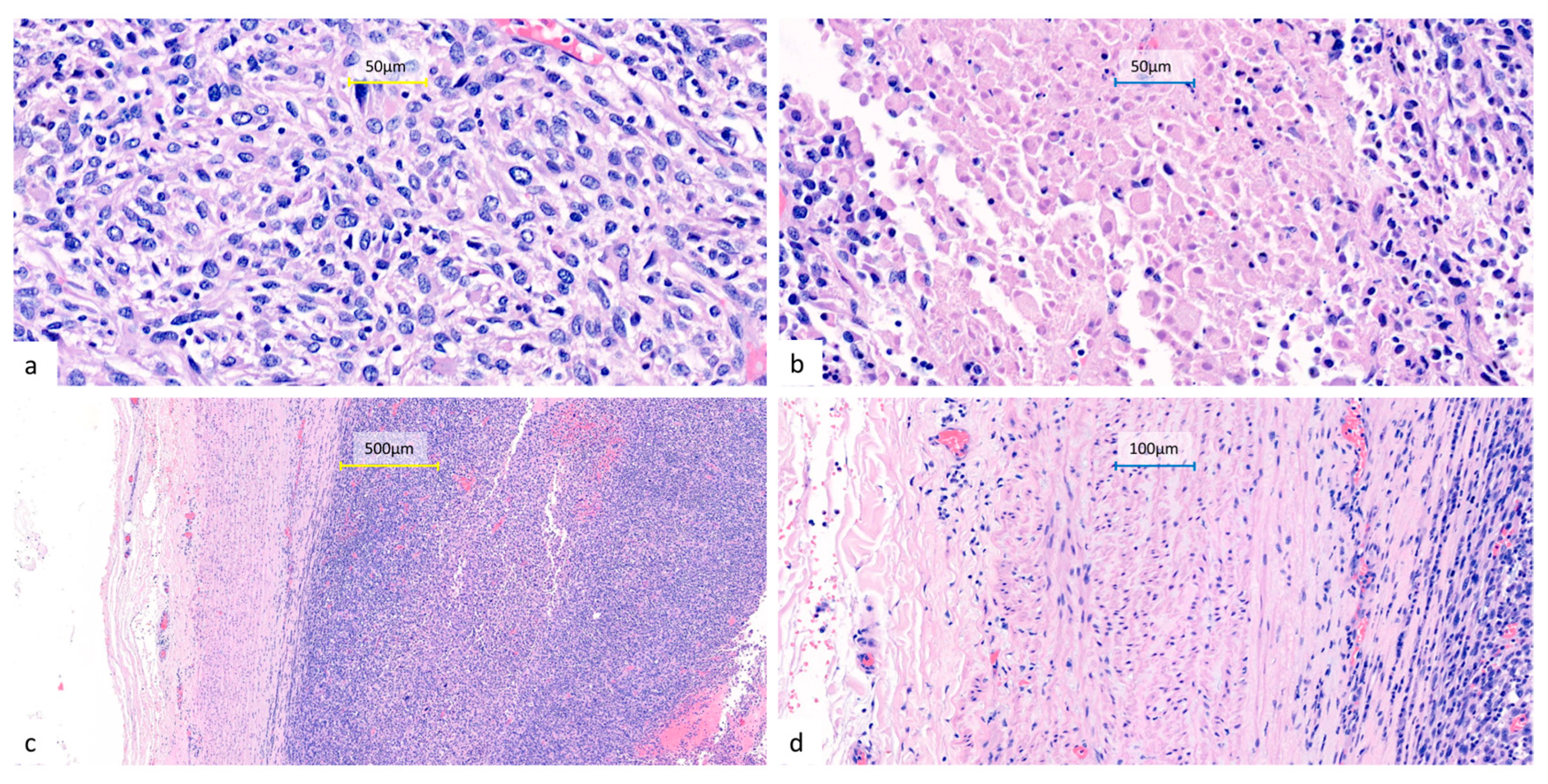 Diagnostics 15 01718 g004
