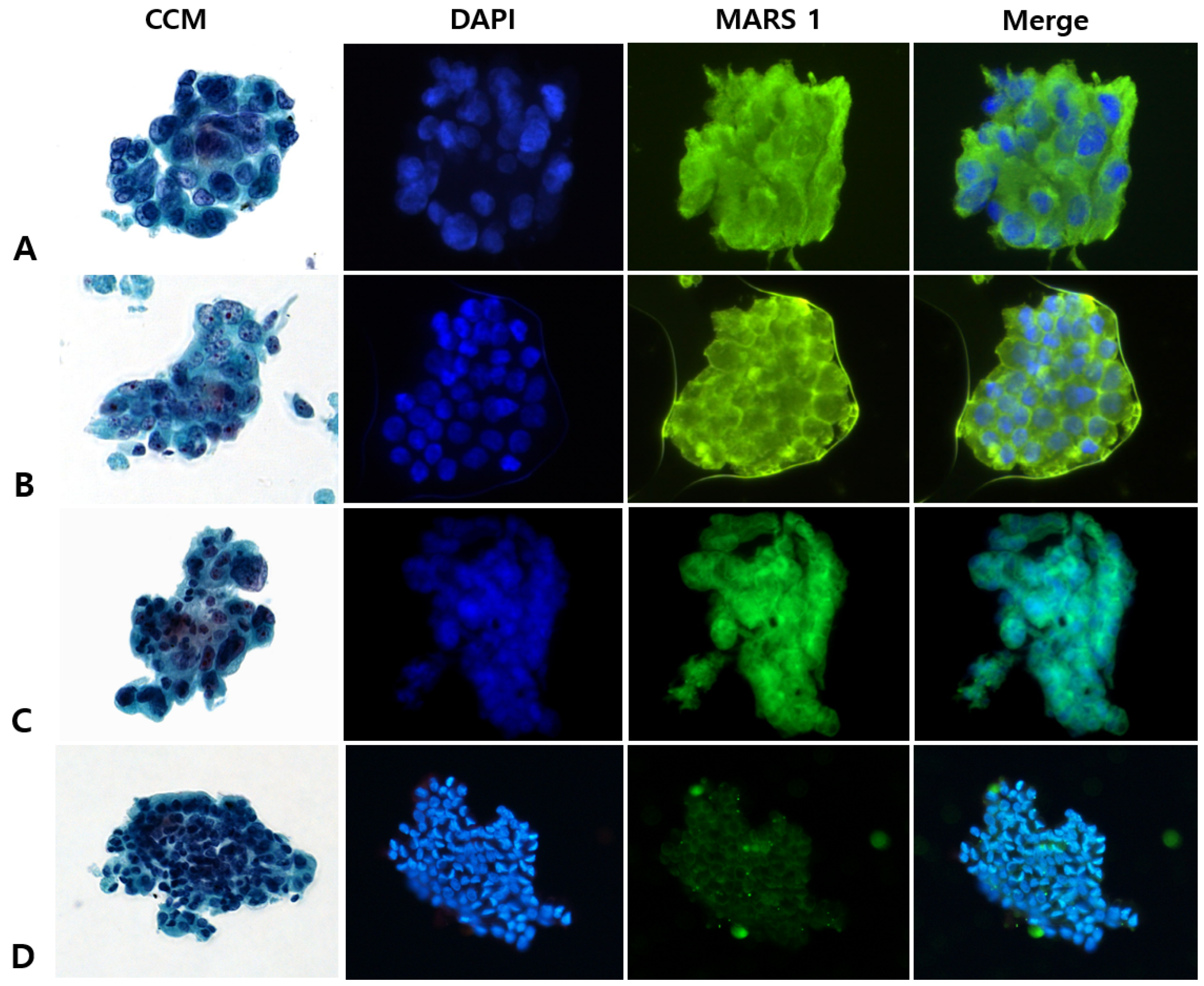 Diagnostics 15 01783 g002
