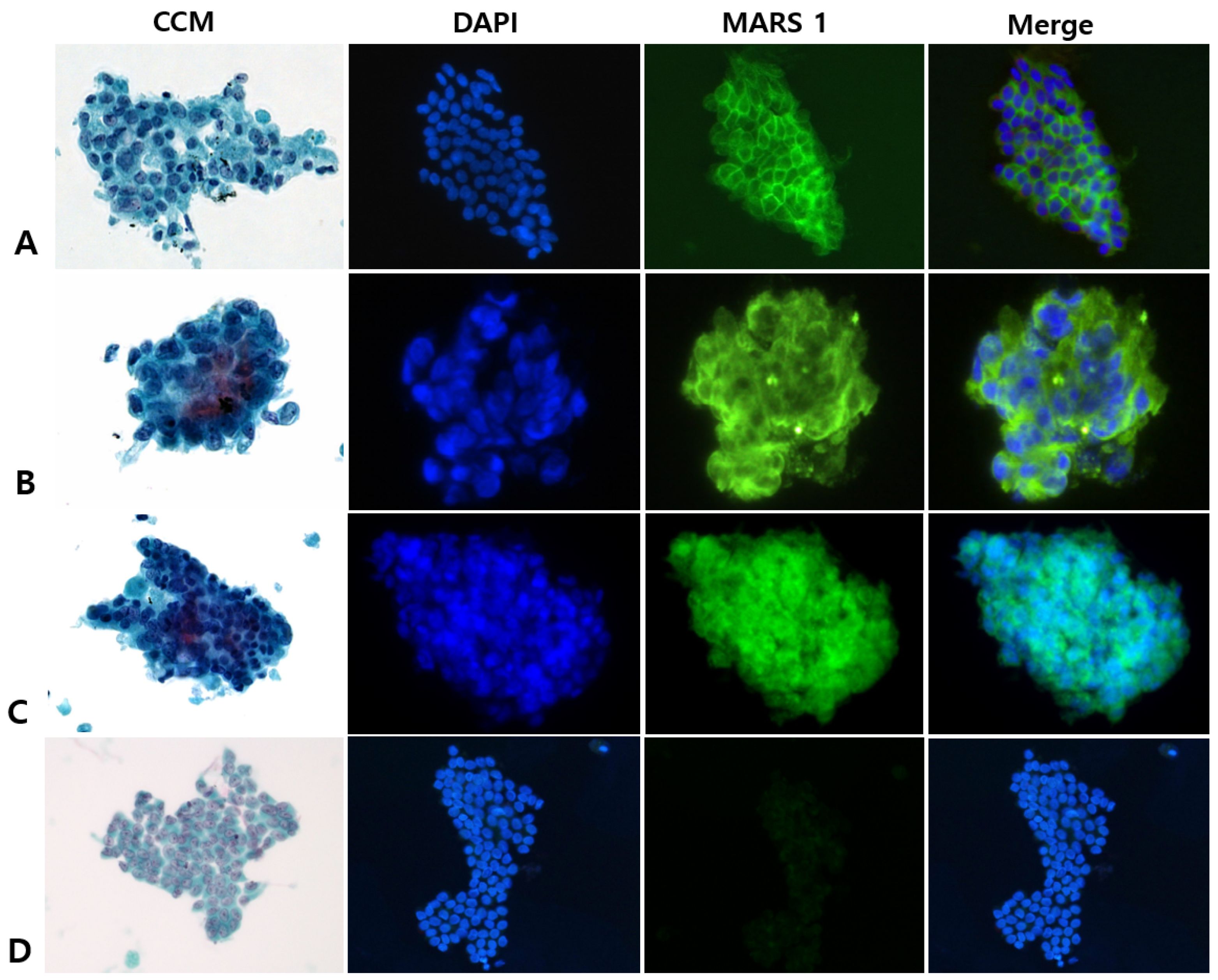 Diagnostics 15 01783 g003