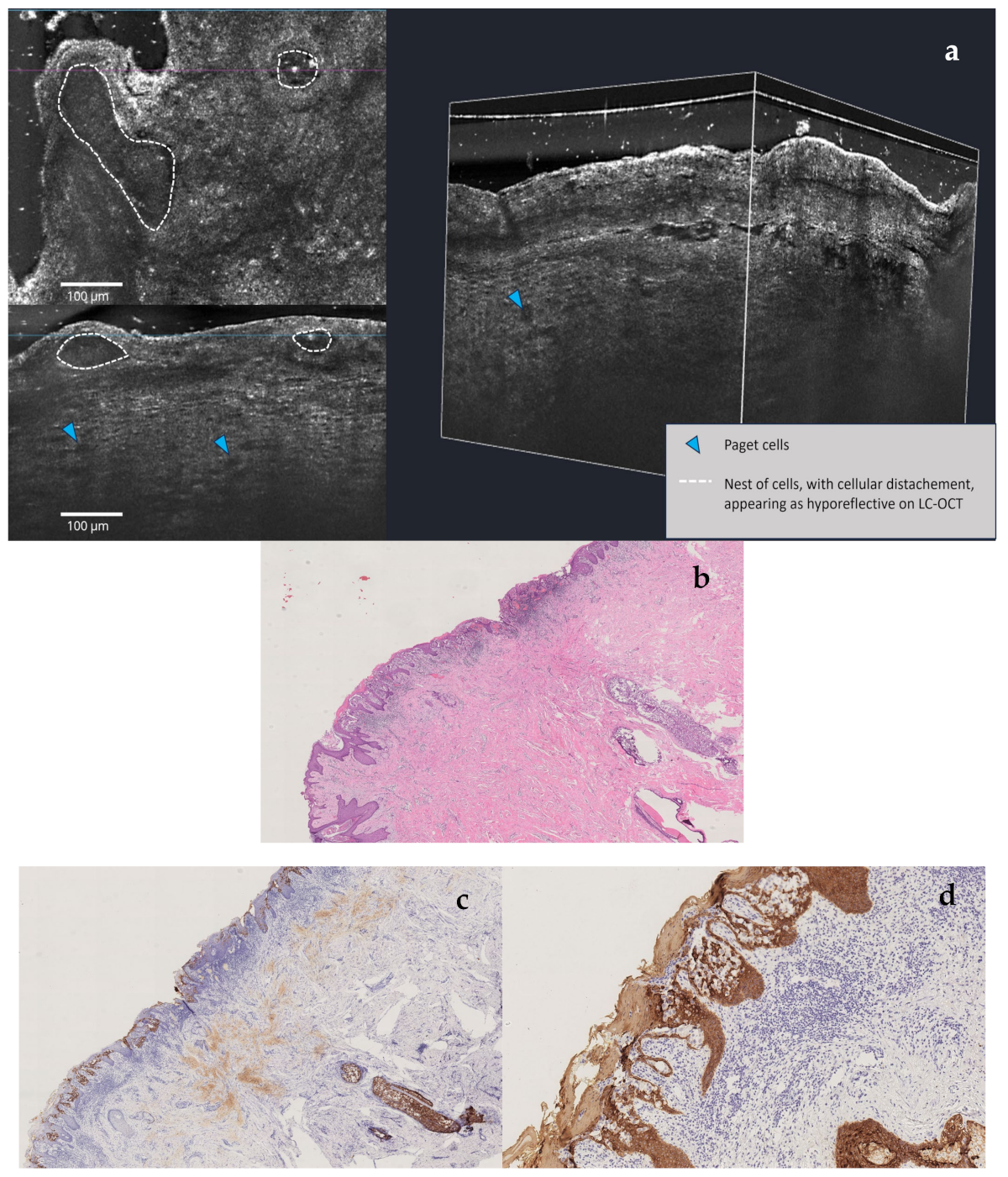 Diagnostics 15 01898 g004
