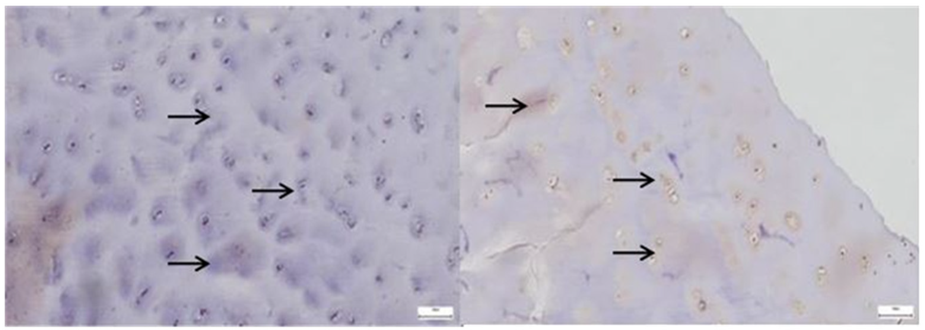 Diagnostics 15 01932 g004